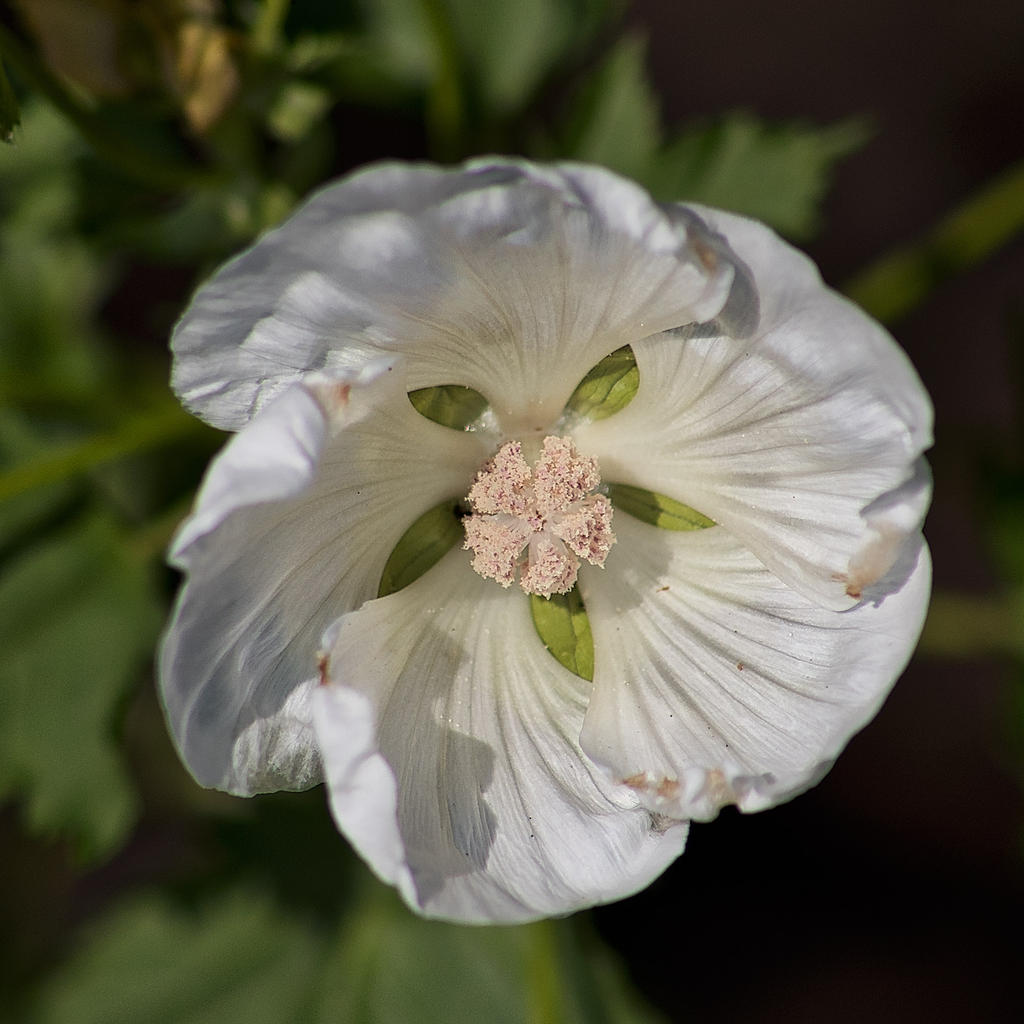 Garden-10.jpg