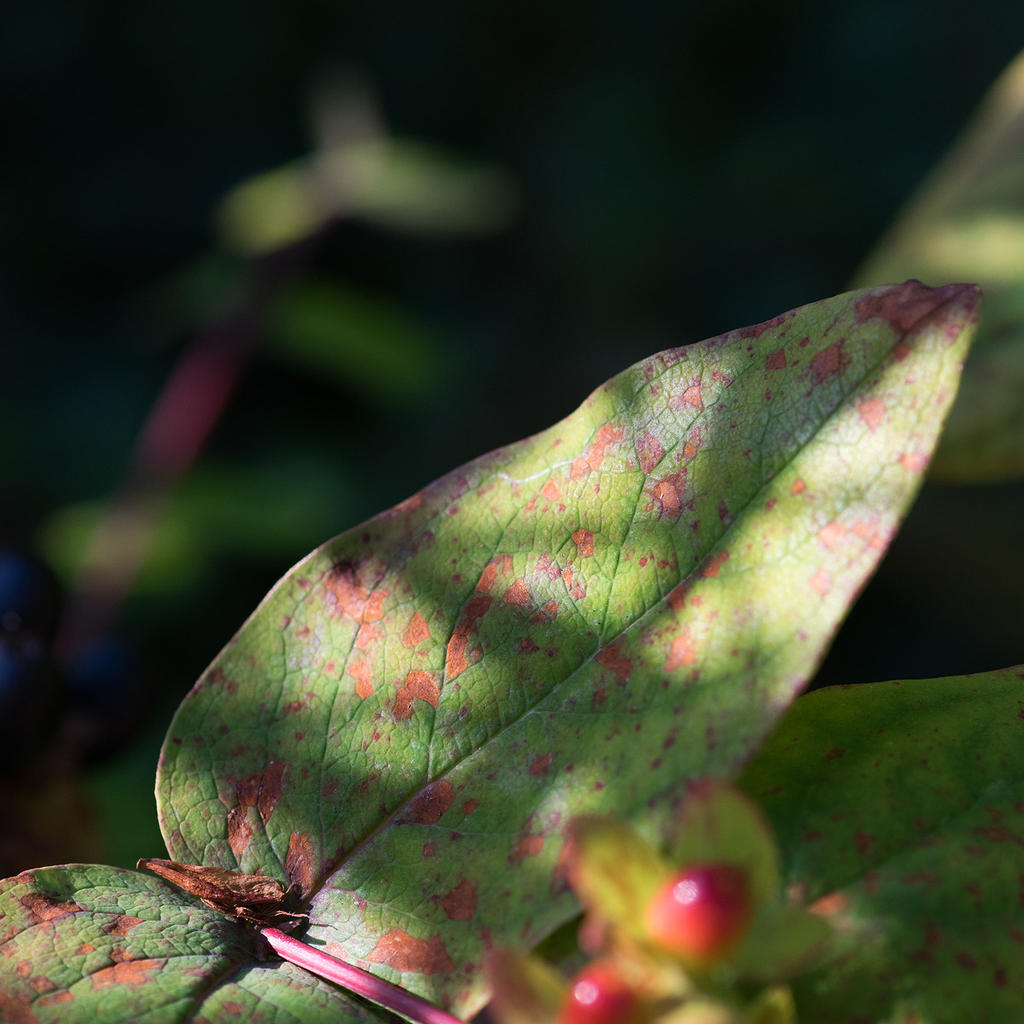Garden-2.jpg