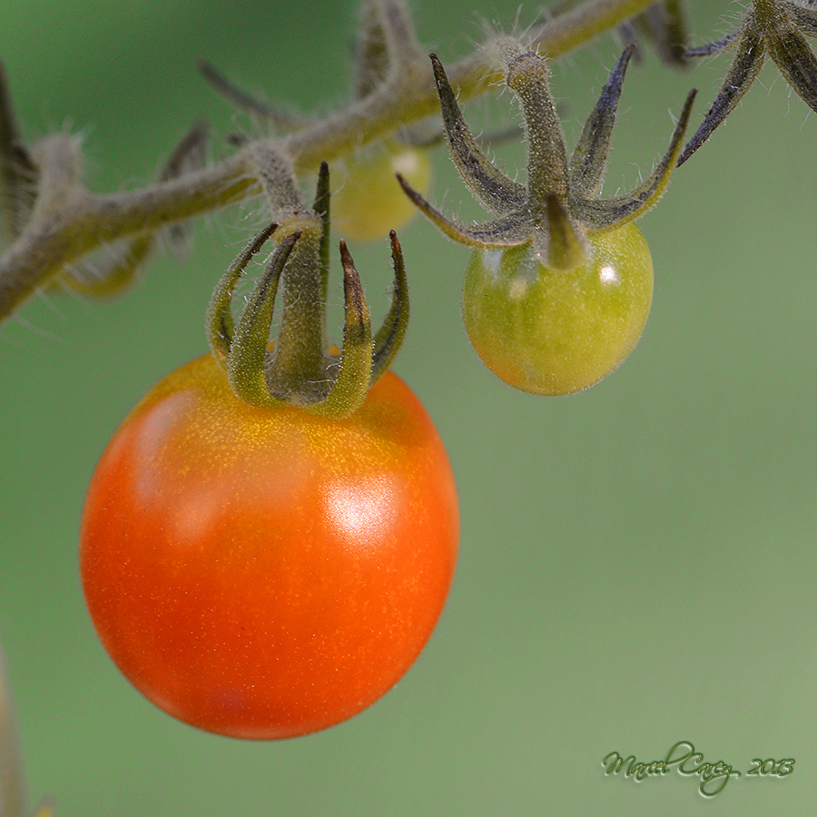 garden harvest.jpg