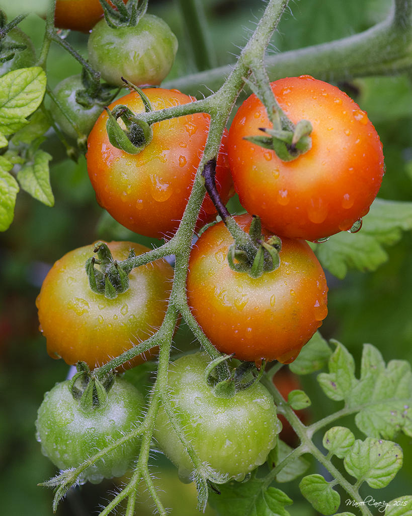 garden tomatoes.jpg