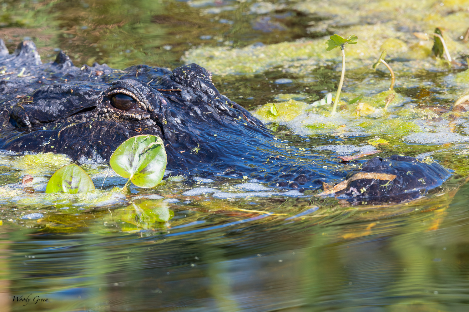 Gator-577.jpg