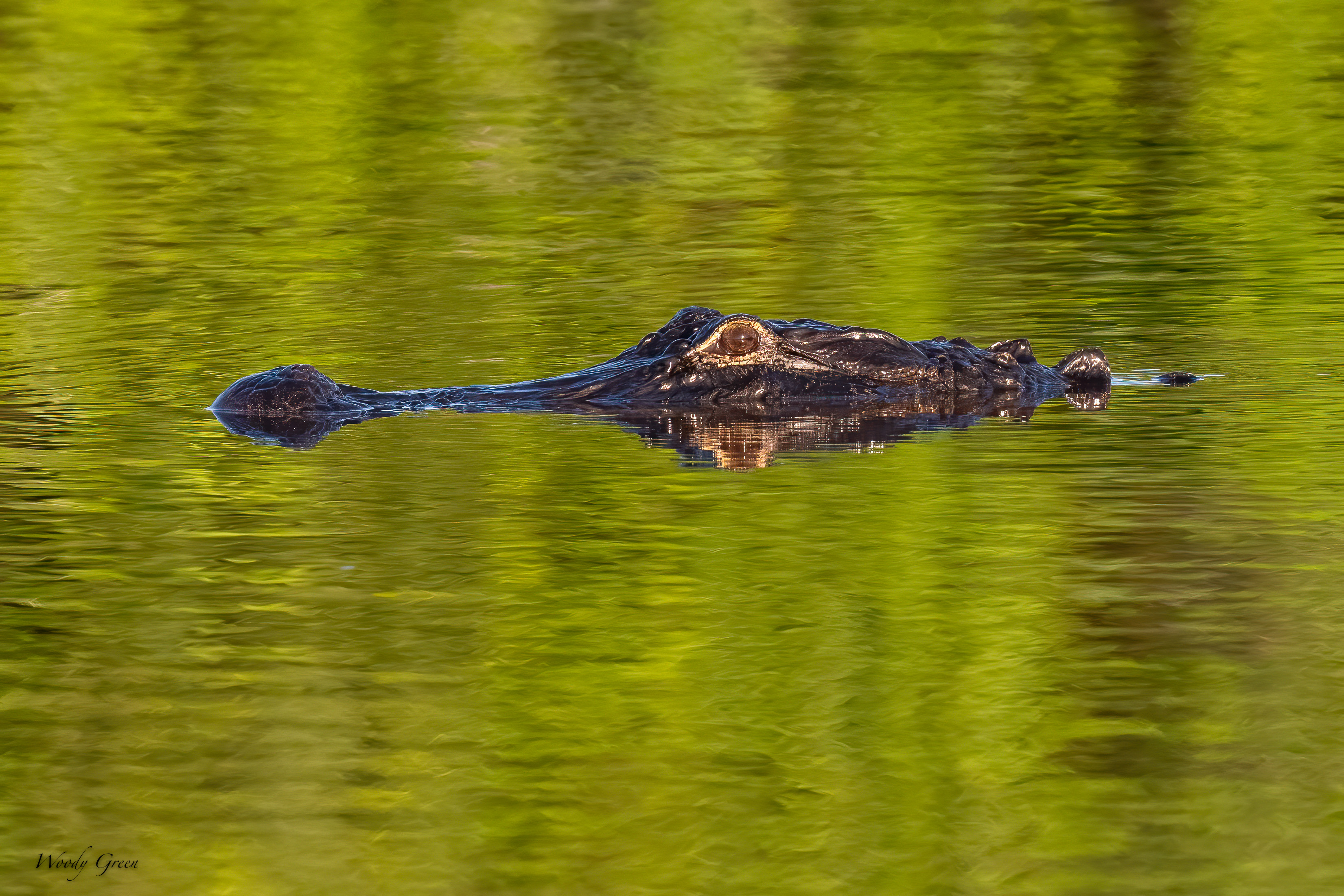 Gator-583.jpg