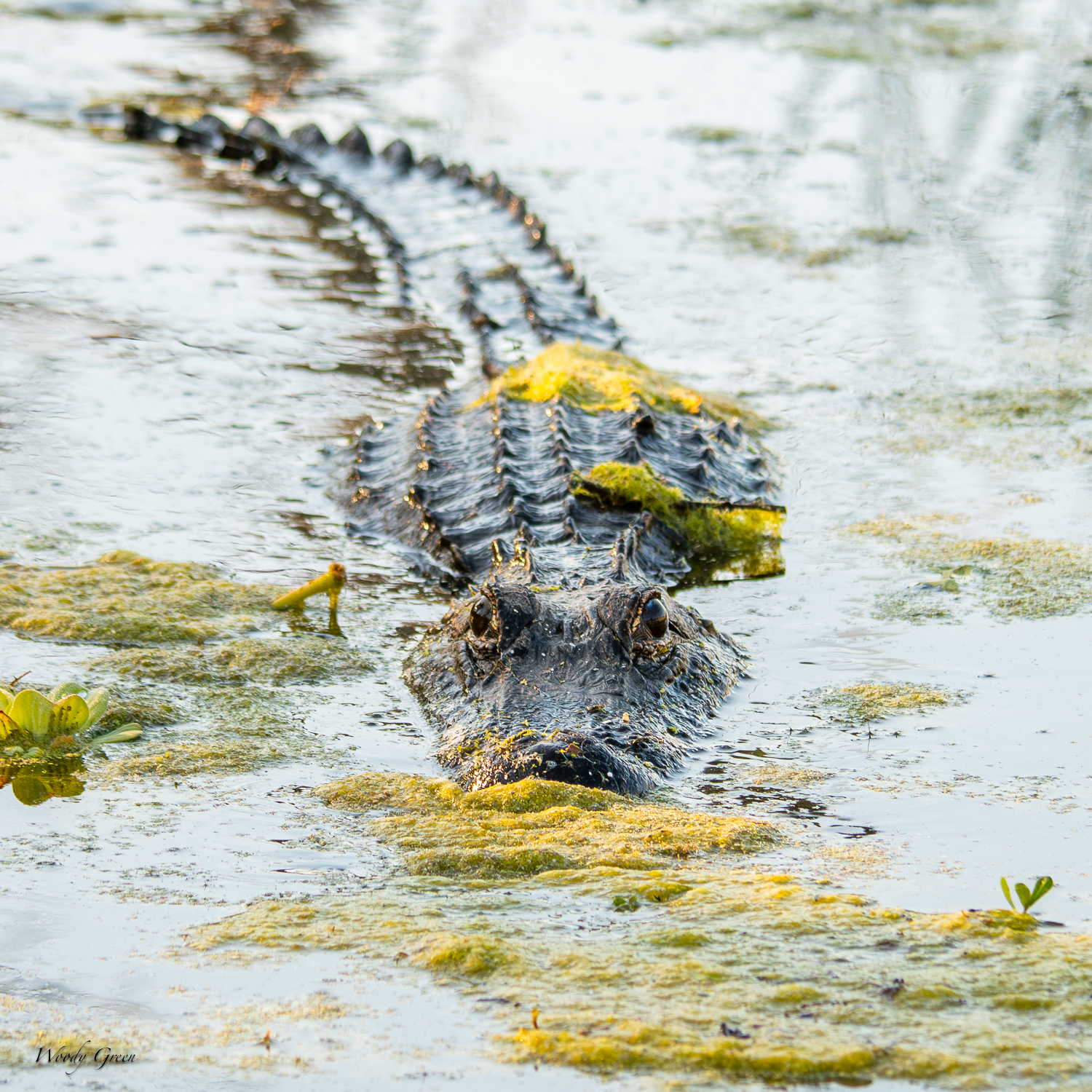 Gator-595.jpg