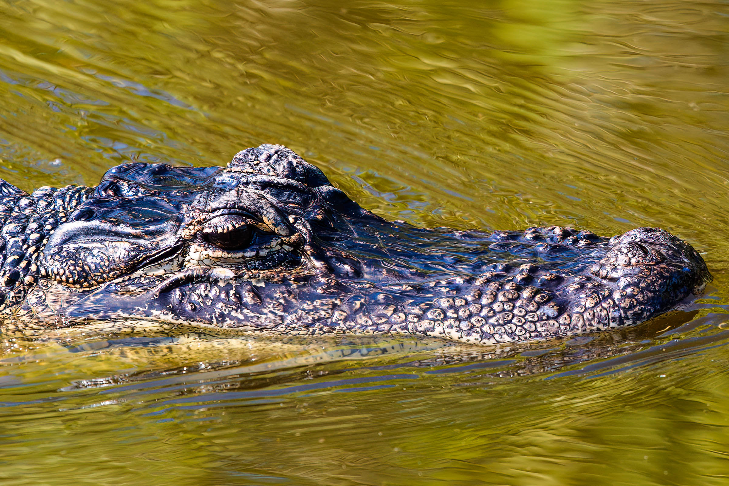 gator.jpg