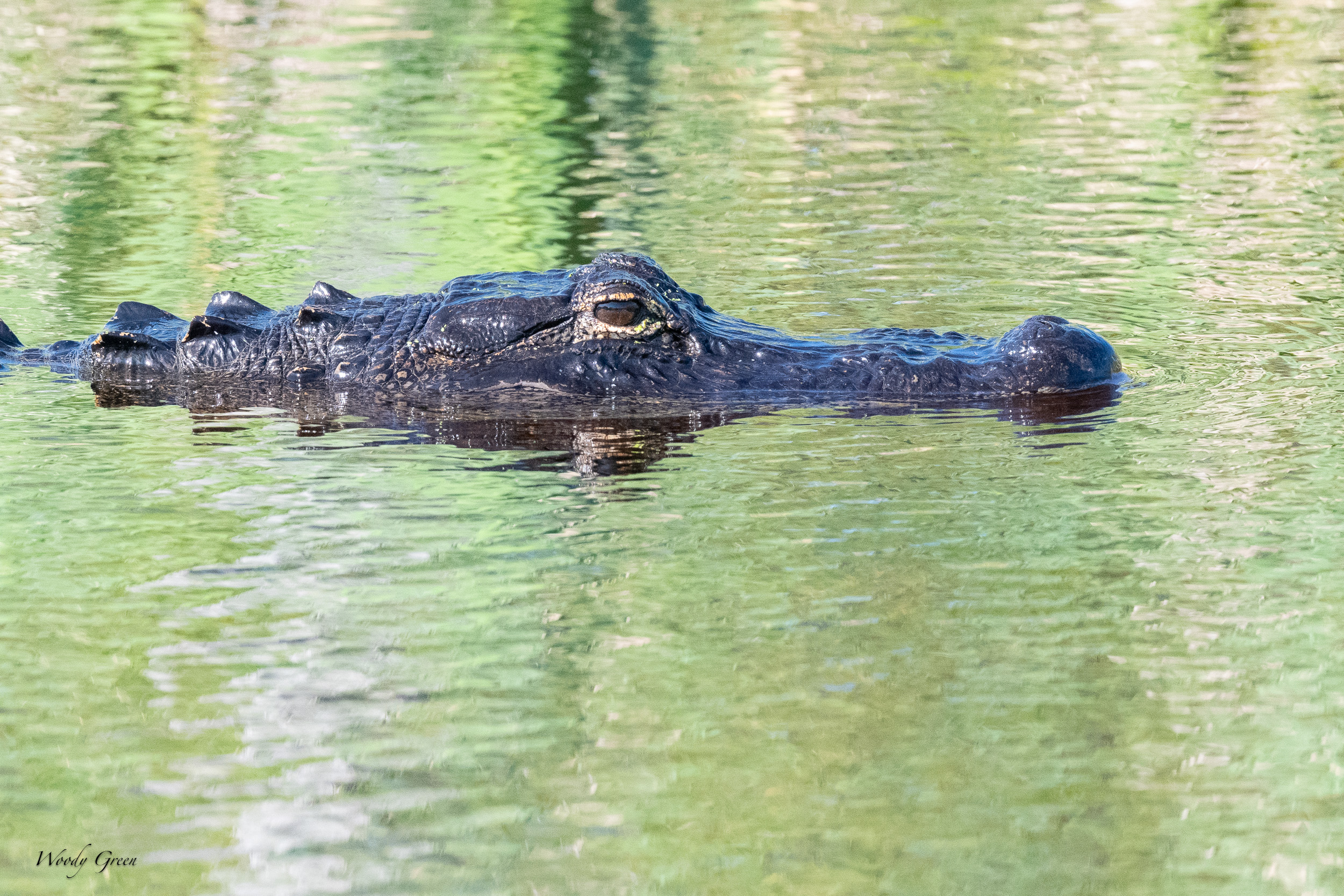 GatorHead-638.jpg