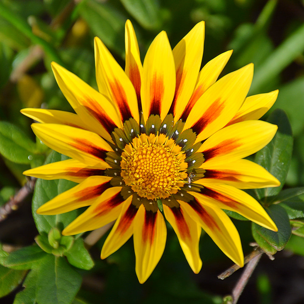 Gazania.jpg