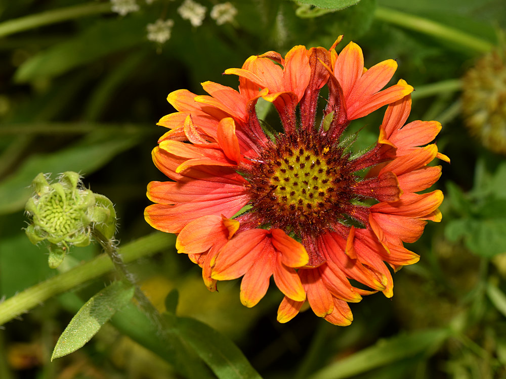 Gazania.jpg