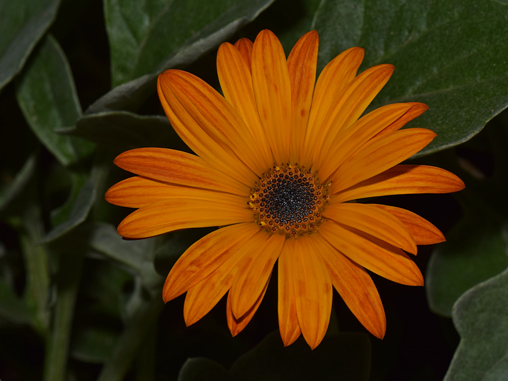Gazania.jpg