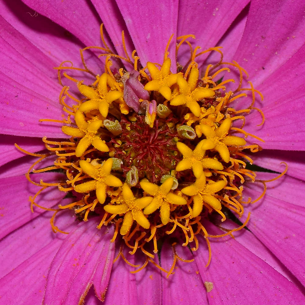 Gazania.jpg