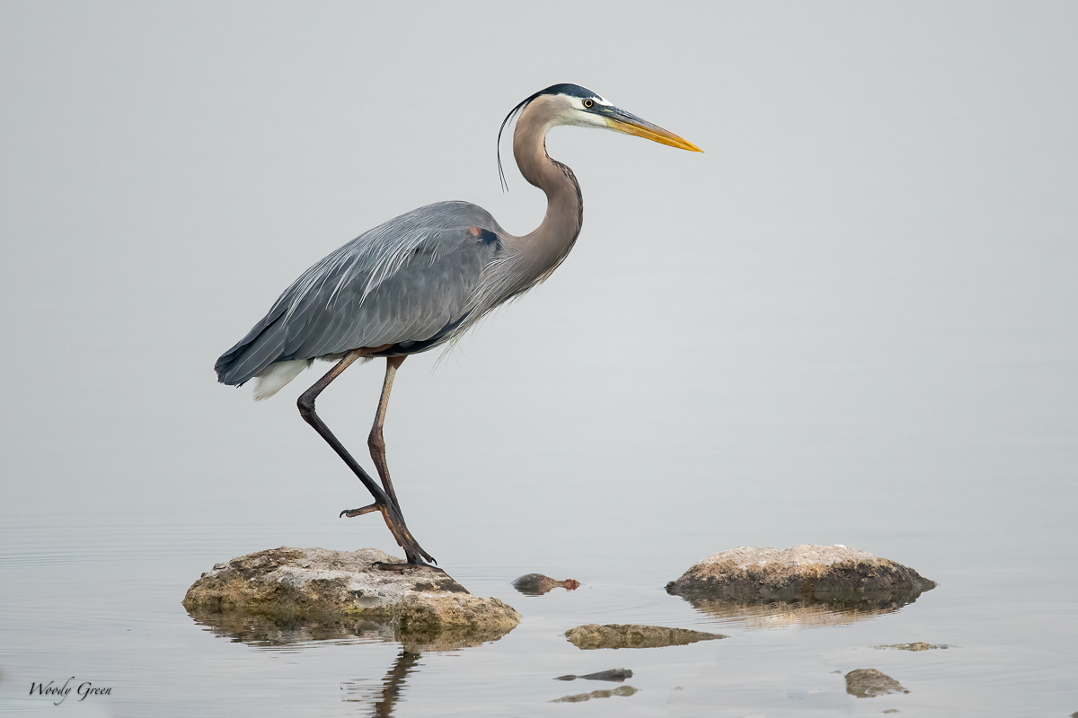 GBH-652.jpg