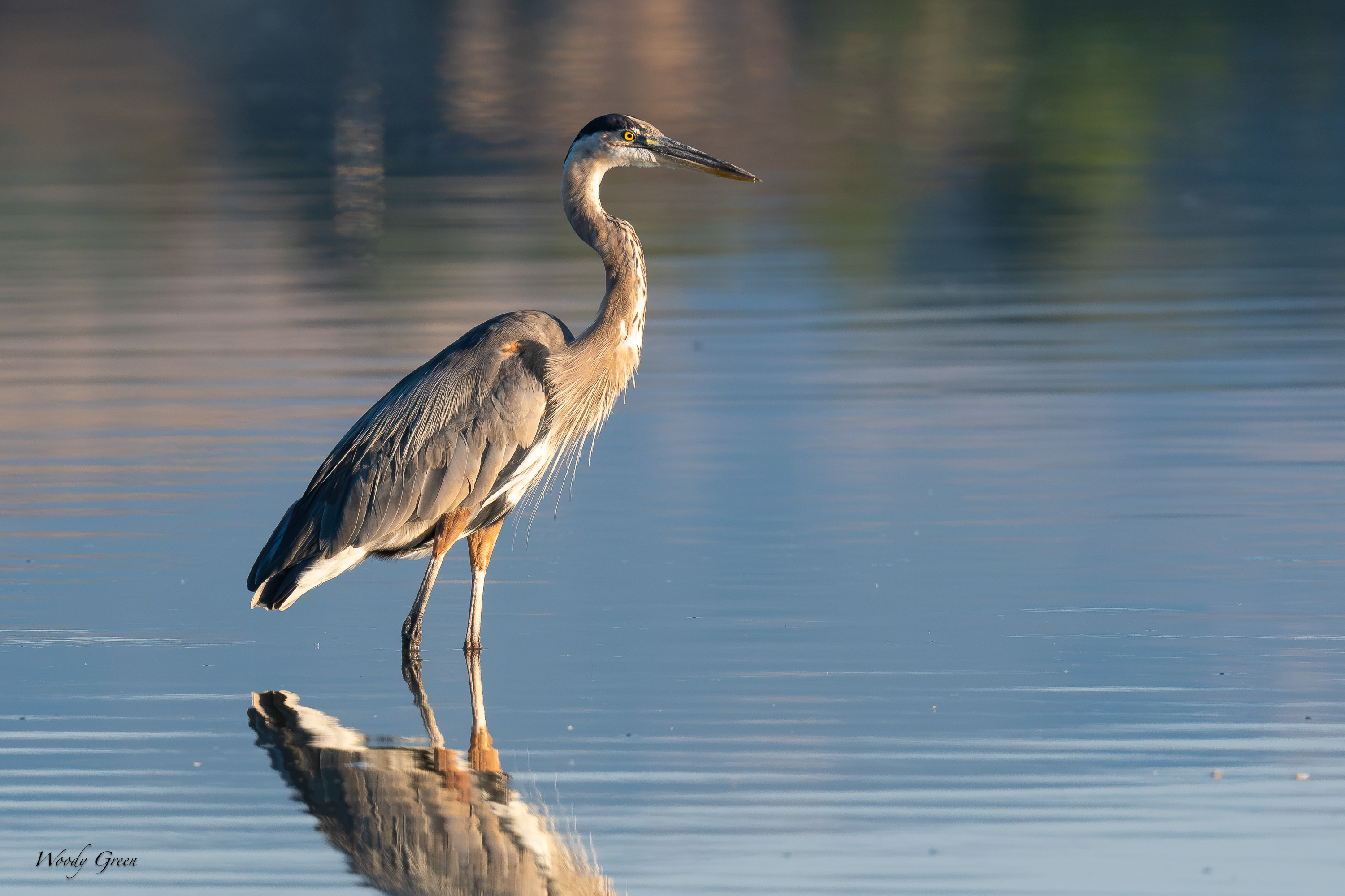 GBH-710.jpg