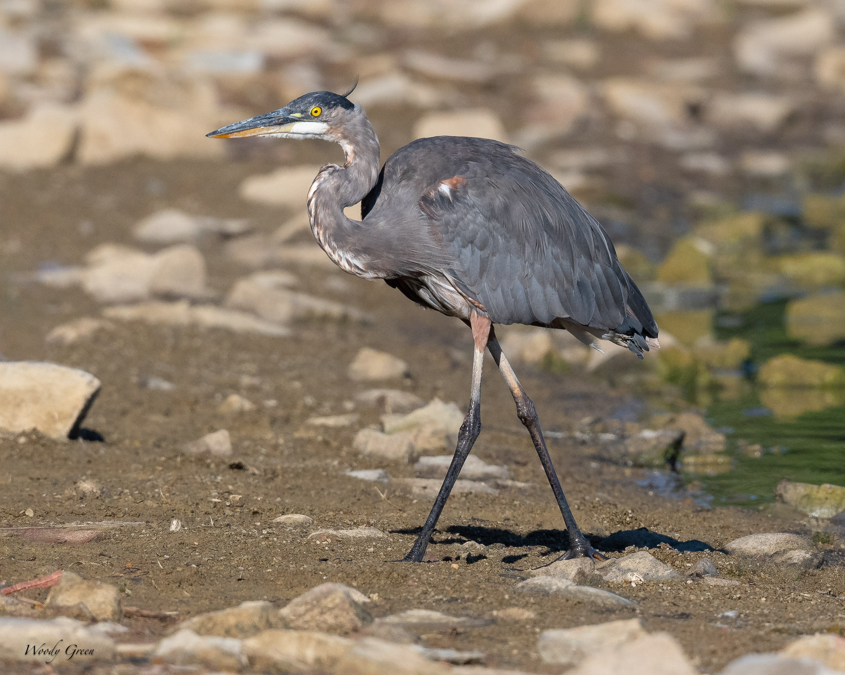 GBH-711.jpg