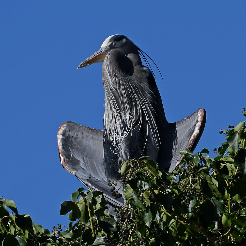 GBH.JPG