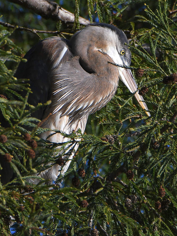 GBH.JPG