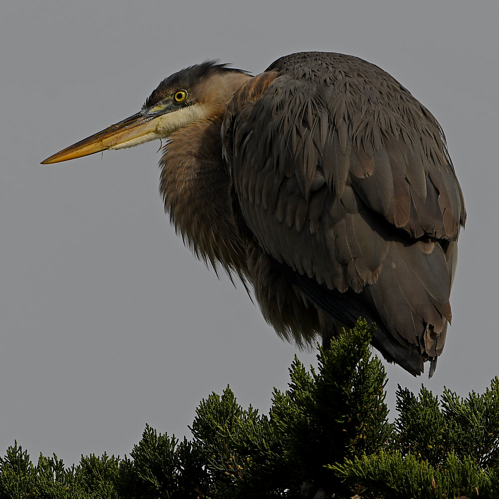 GBH4.JPG
