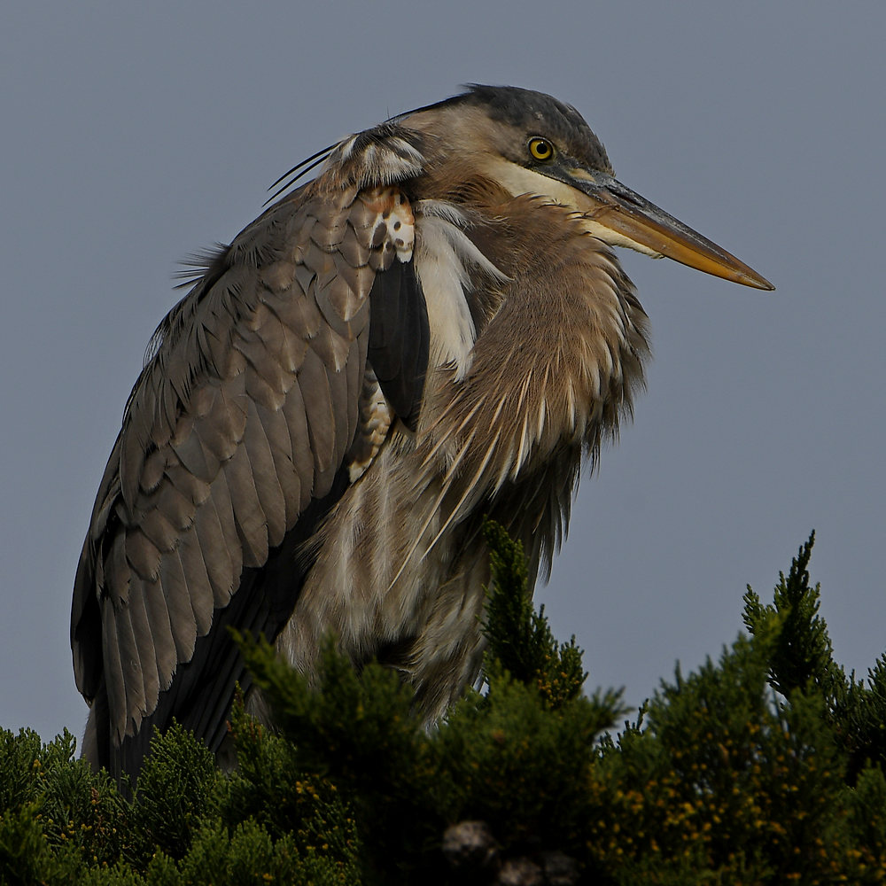 GBH5.JPG