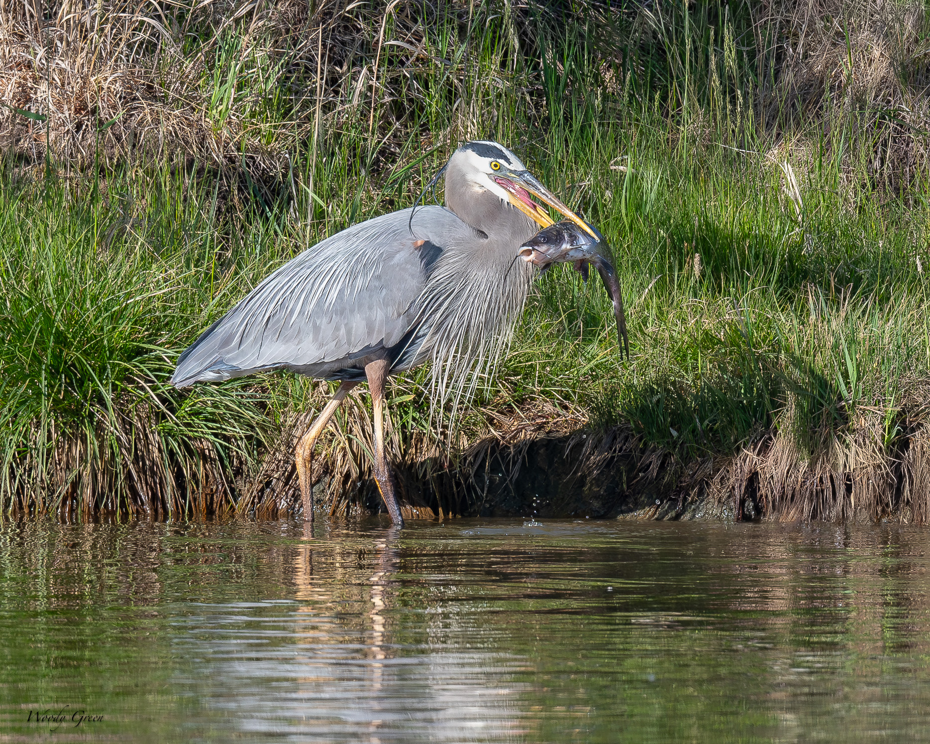GBHCatfish-630.jpg