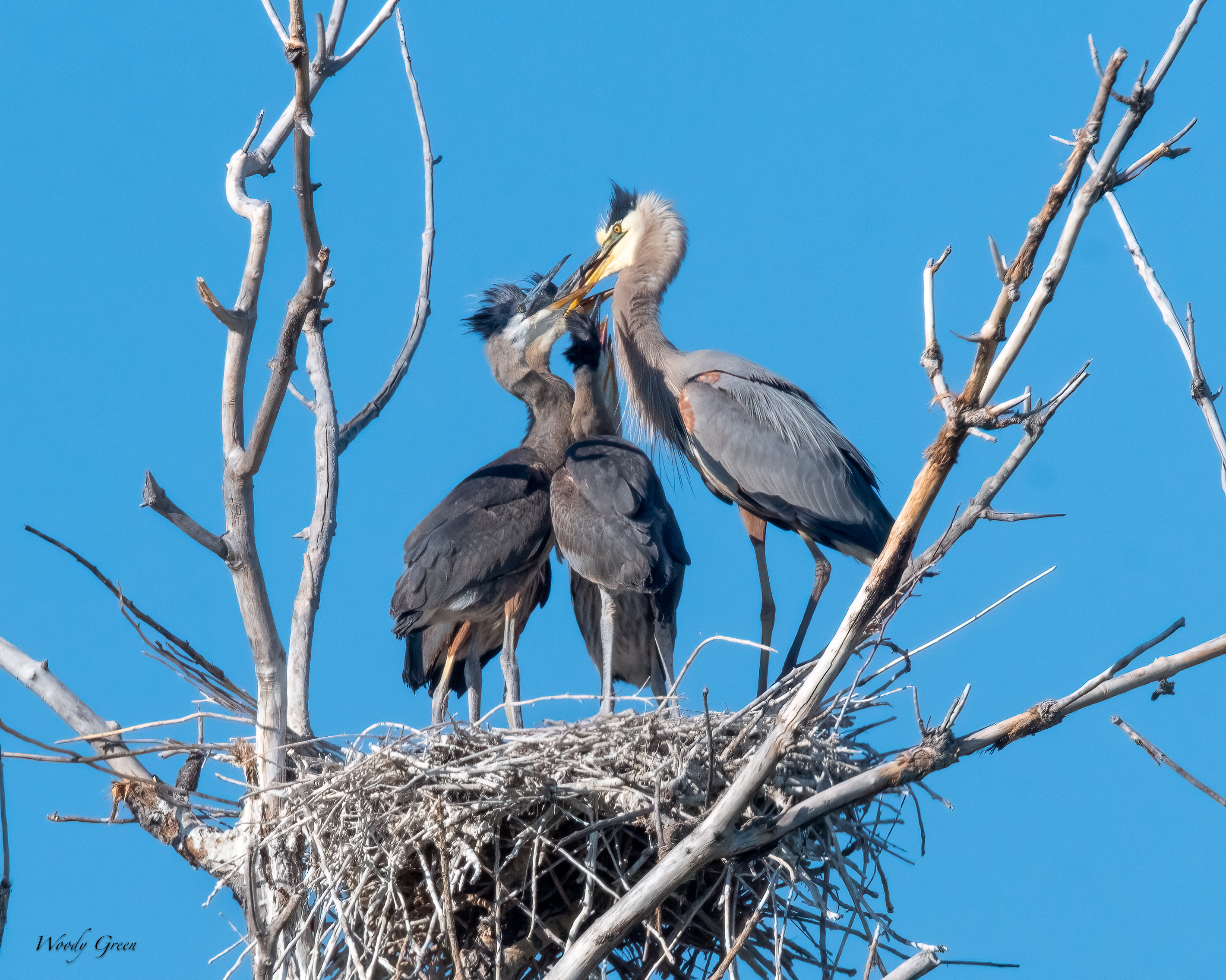 GBHFeeding-45.jpg