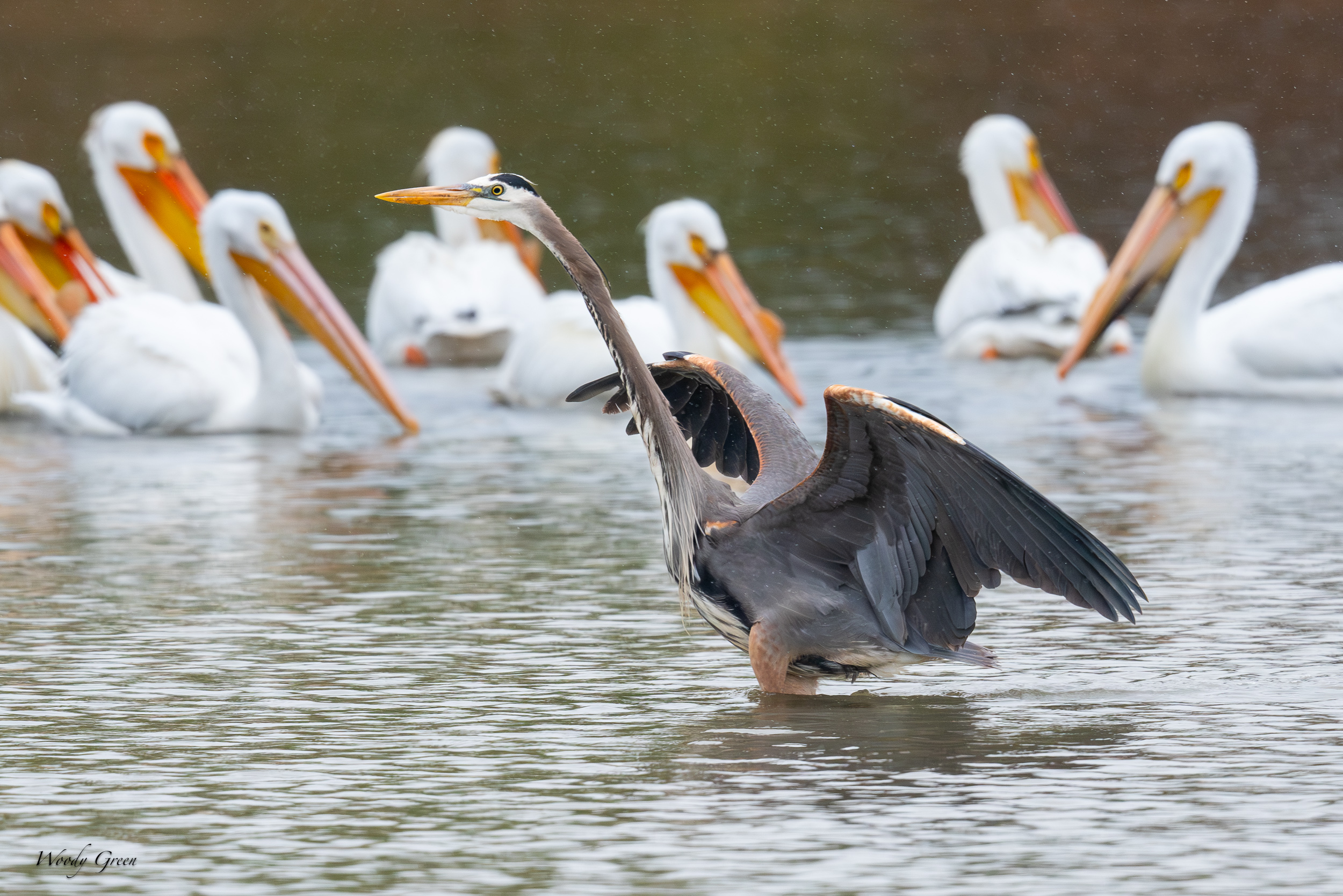 GBHFishvsPelicans-630.jpg