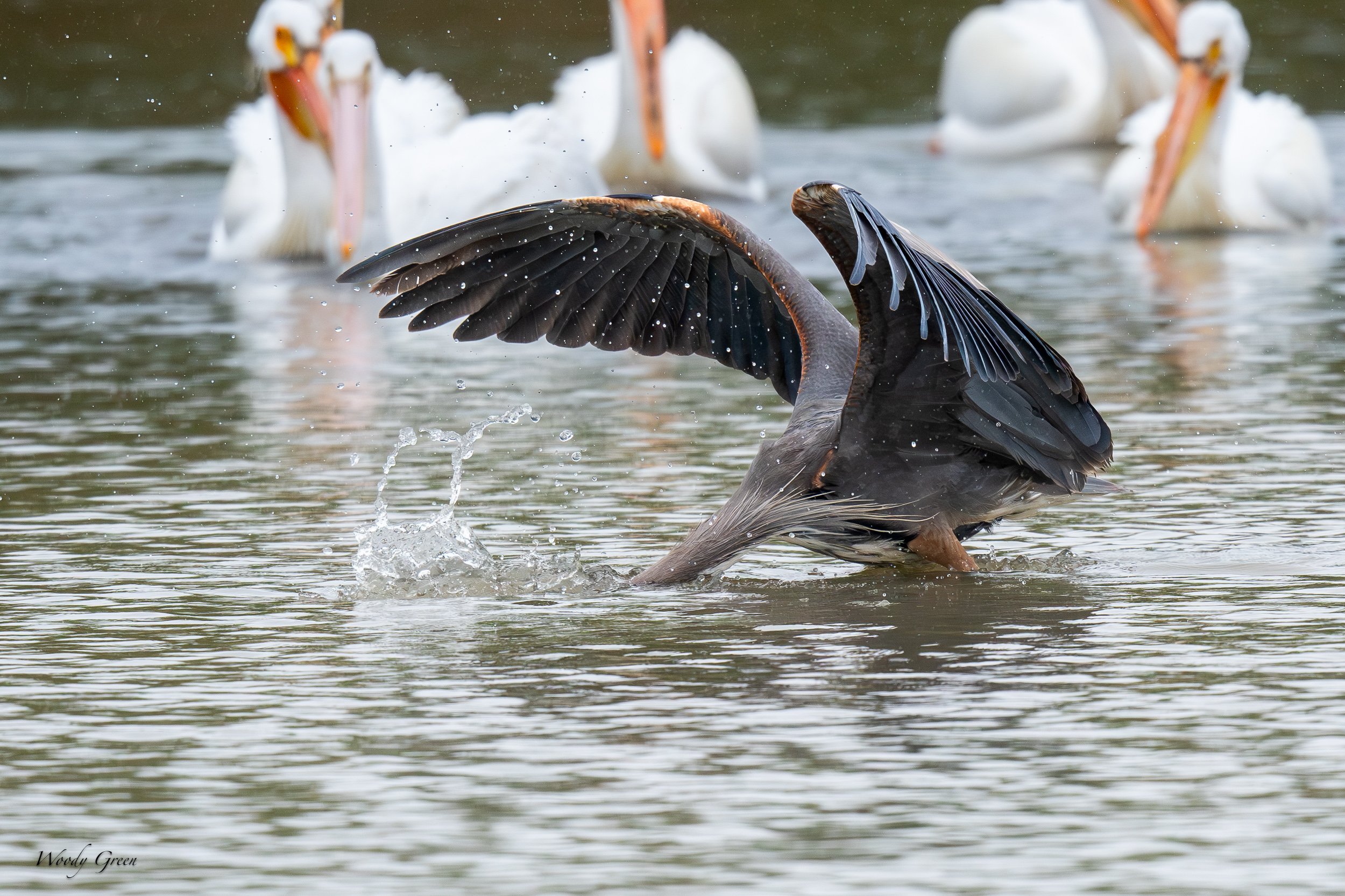 GBHFishvsPelicans-631.jpg