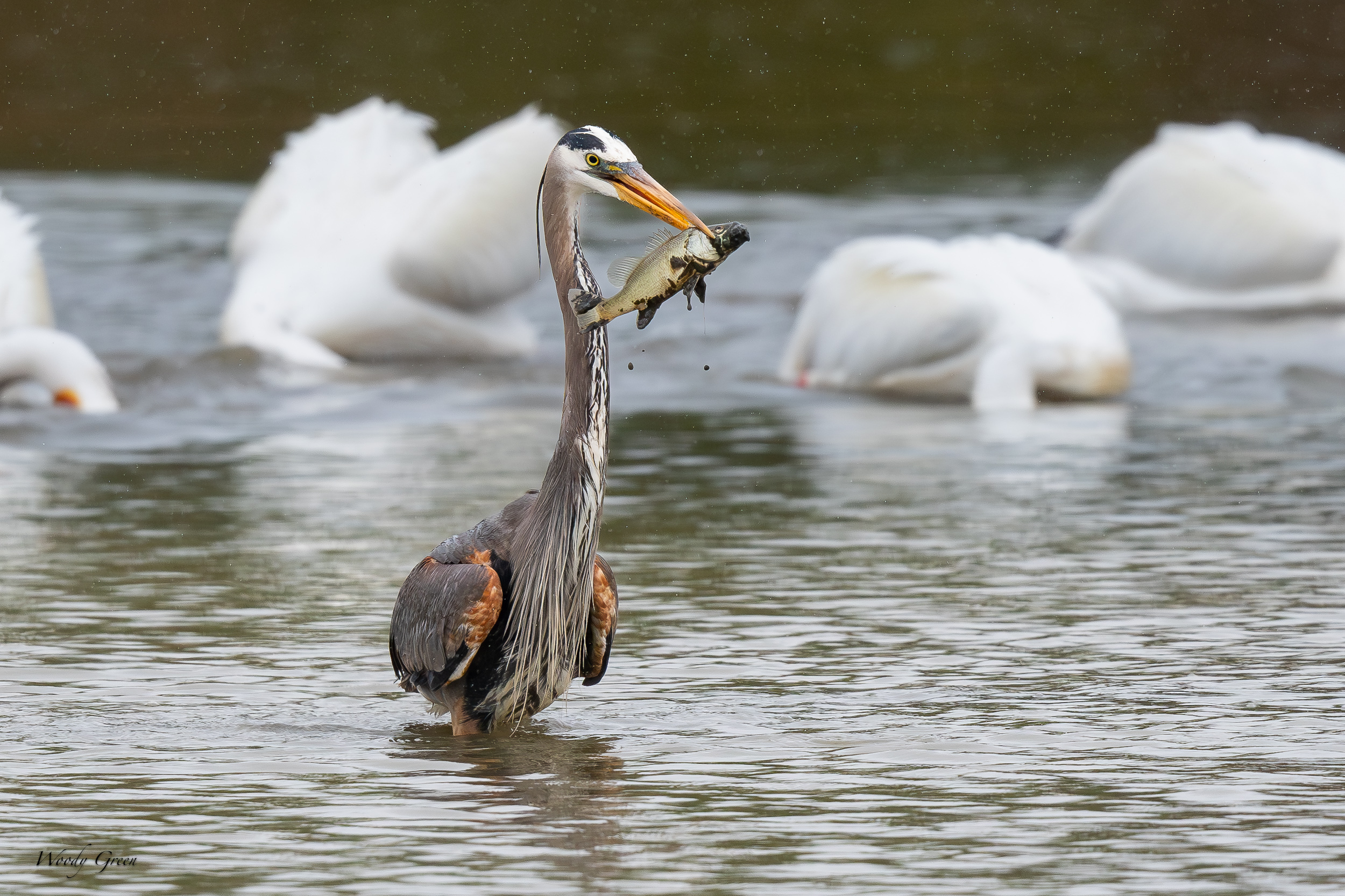 GBHFishvsPelicans-633.jpg