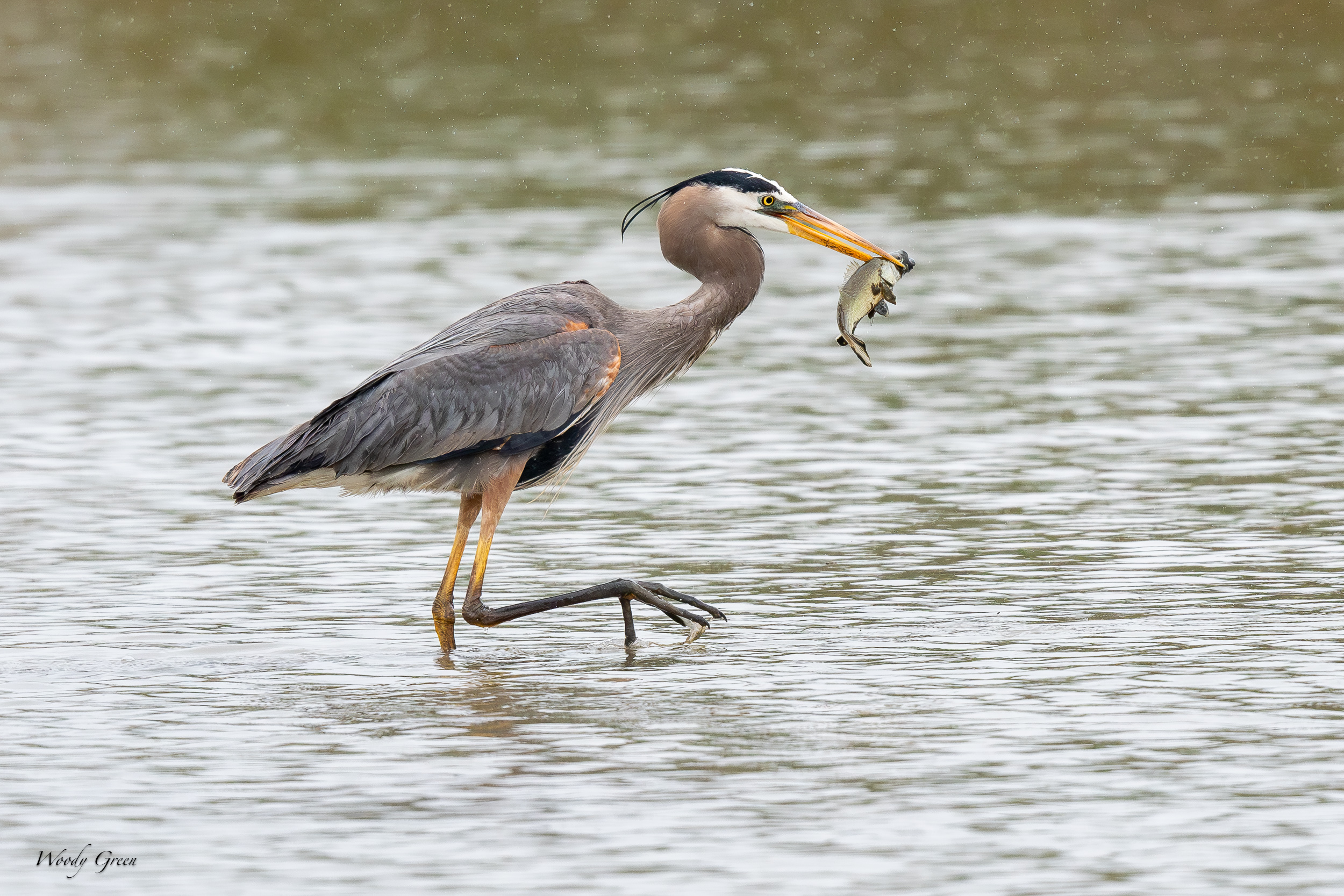GBHFishvsPelicans-649.jpg