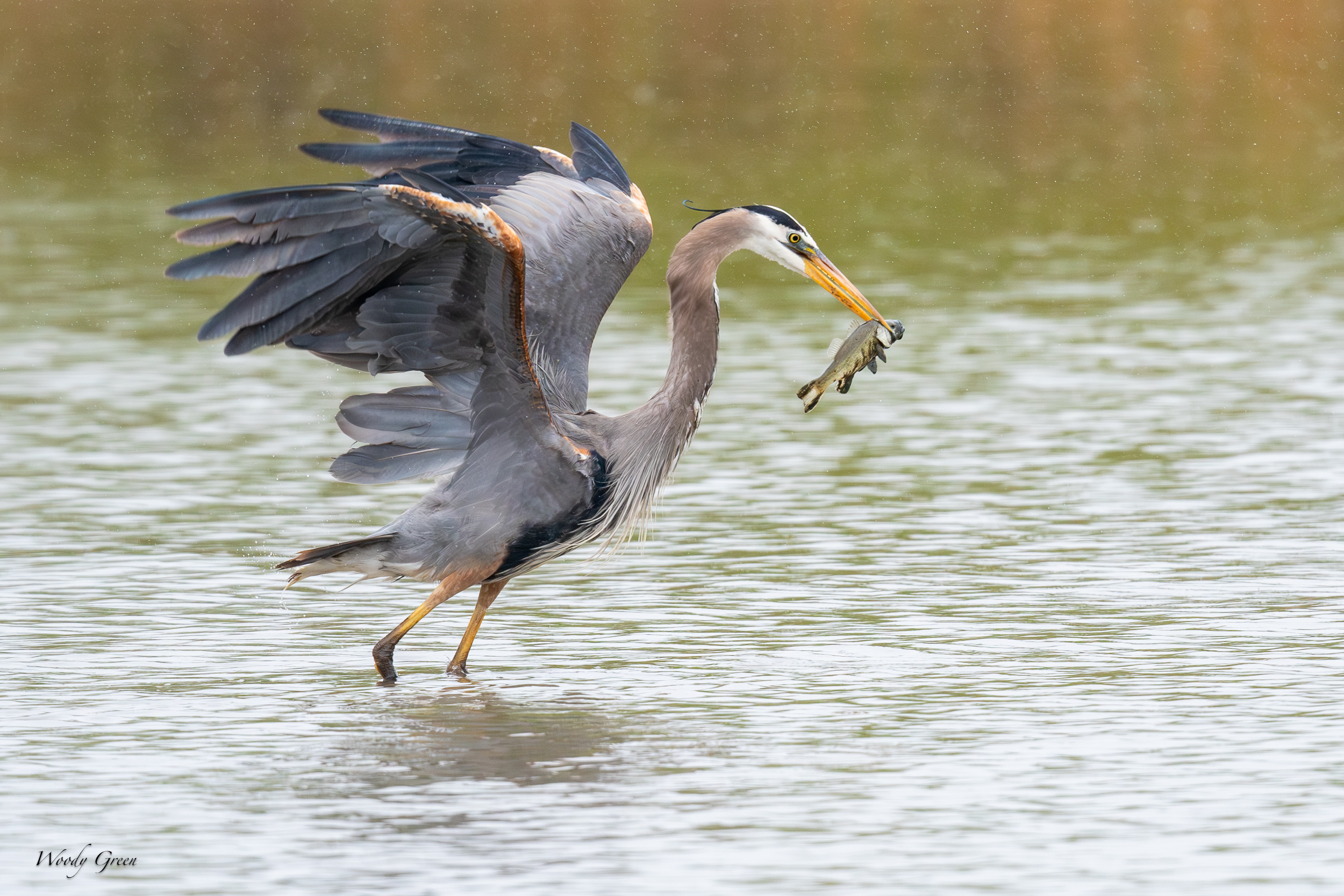 GBHFishvsPelicans-650.jpg