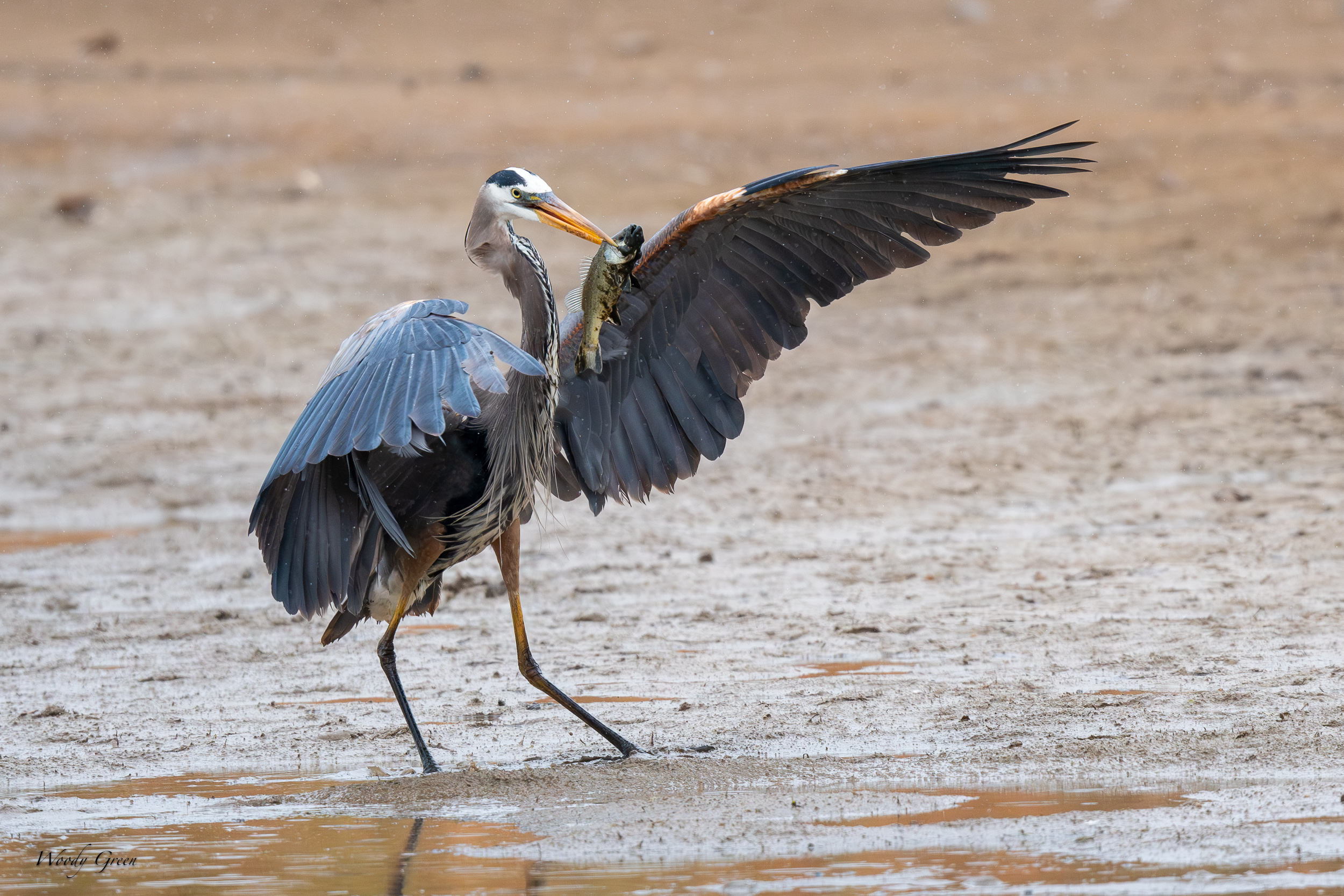 GBHFishvsPelicans-652.jpg