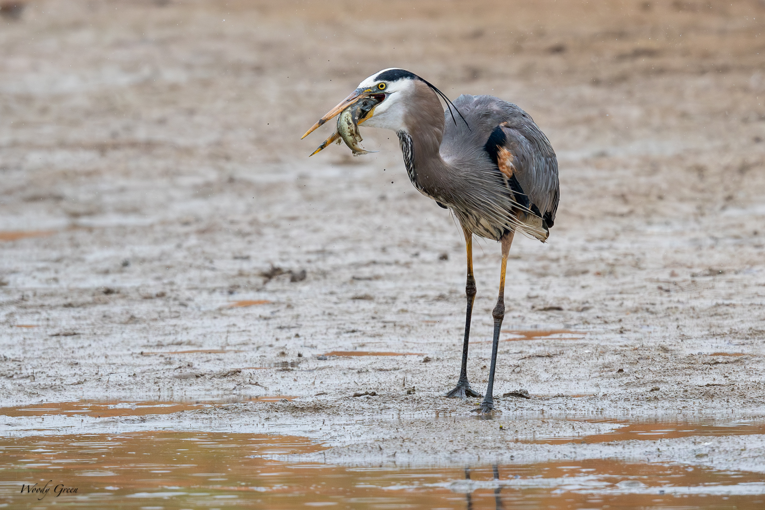 GBHFishvsPelicans-654.jpg