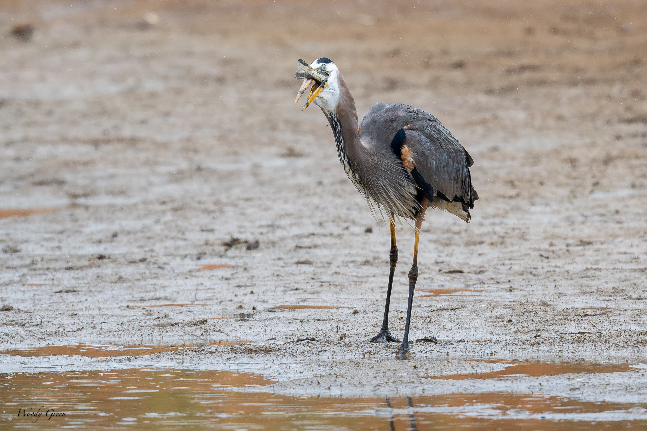 GBHFishvsPelicans-656.jpg