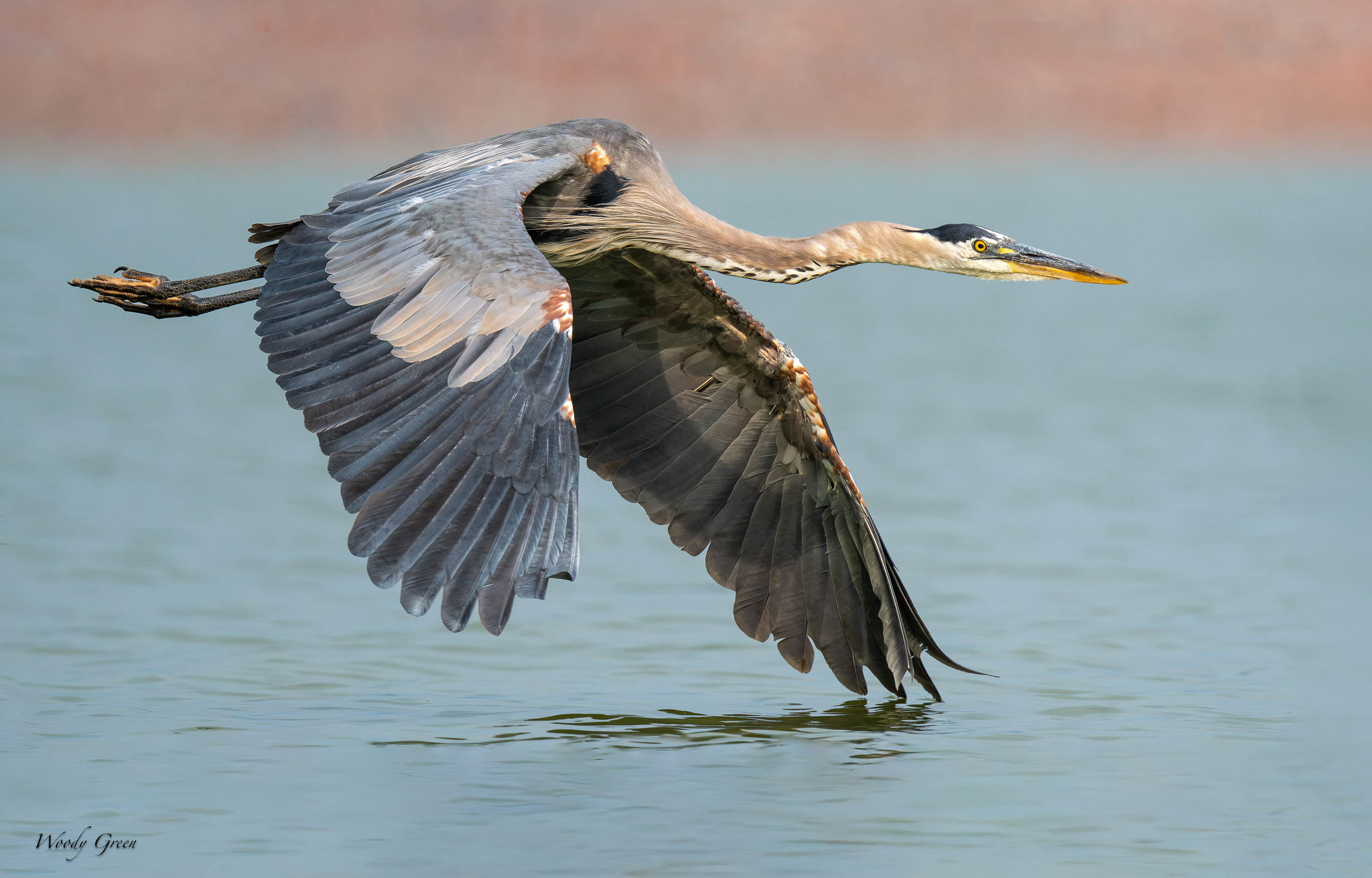 GBHFlight-705.jpg