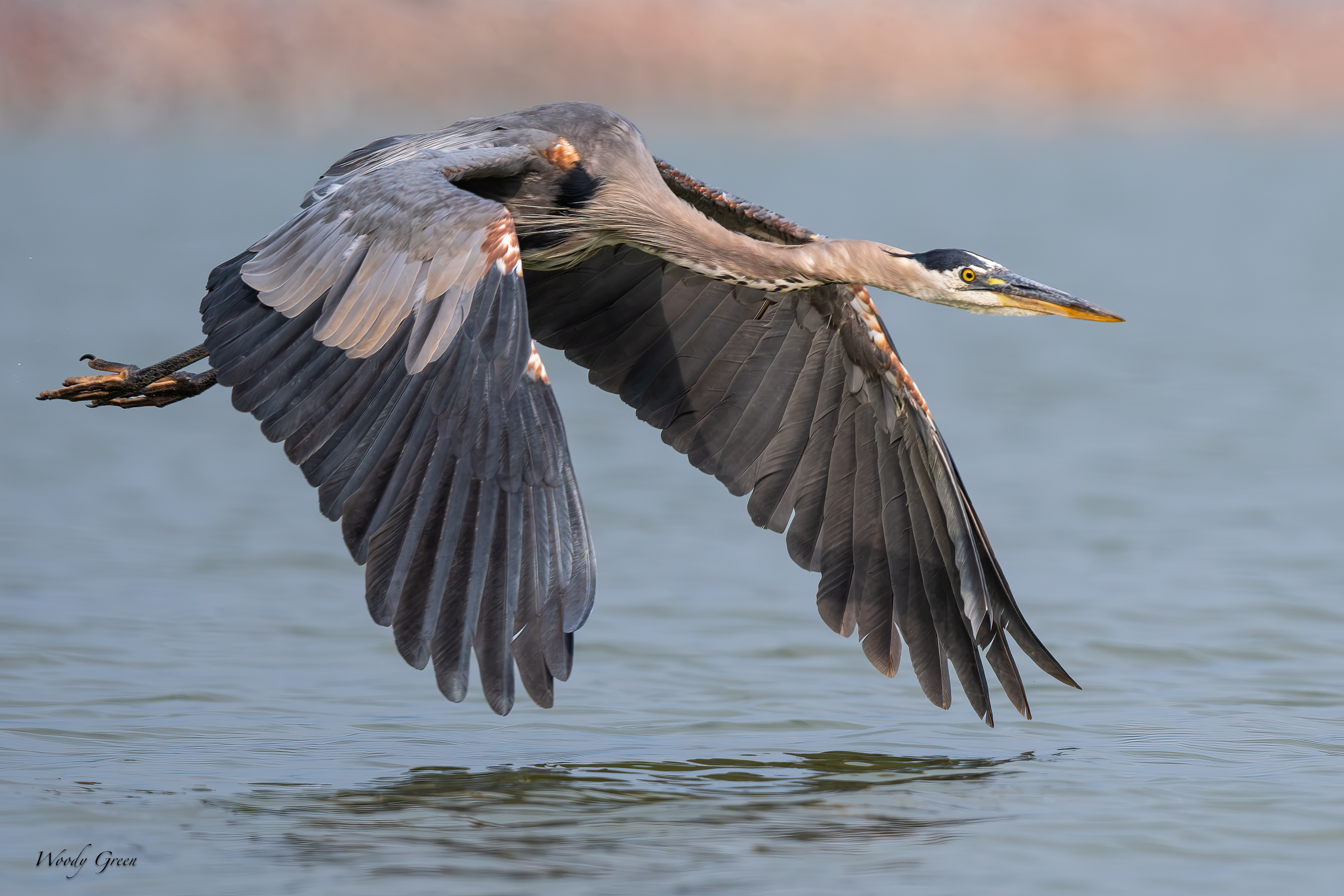 GBHFlight-706.jpg
