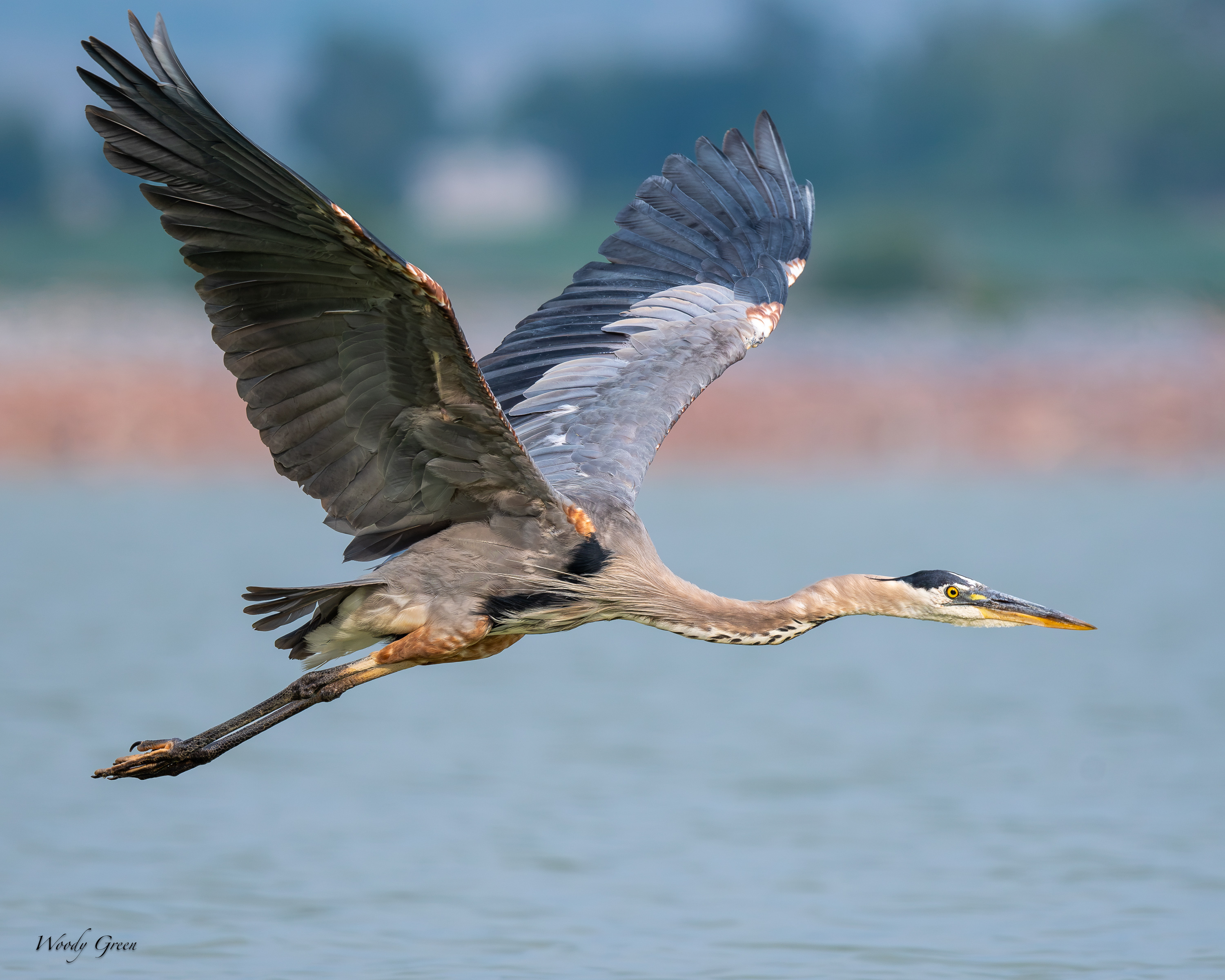 GBHFlight-708.jpg