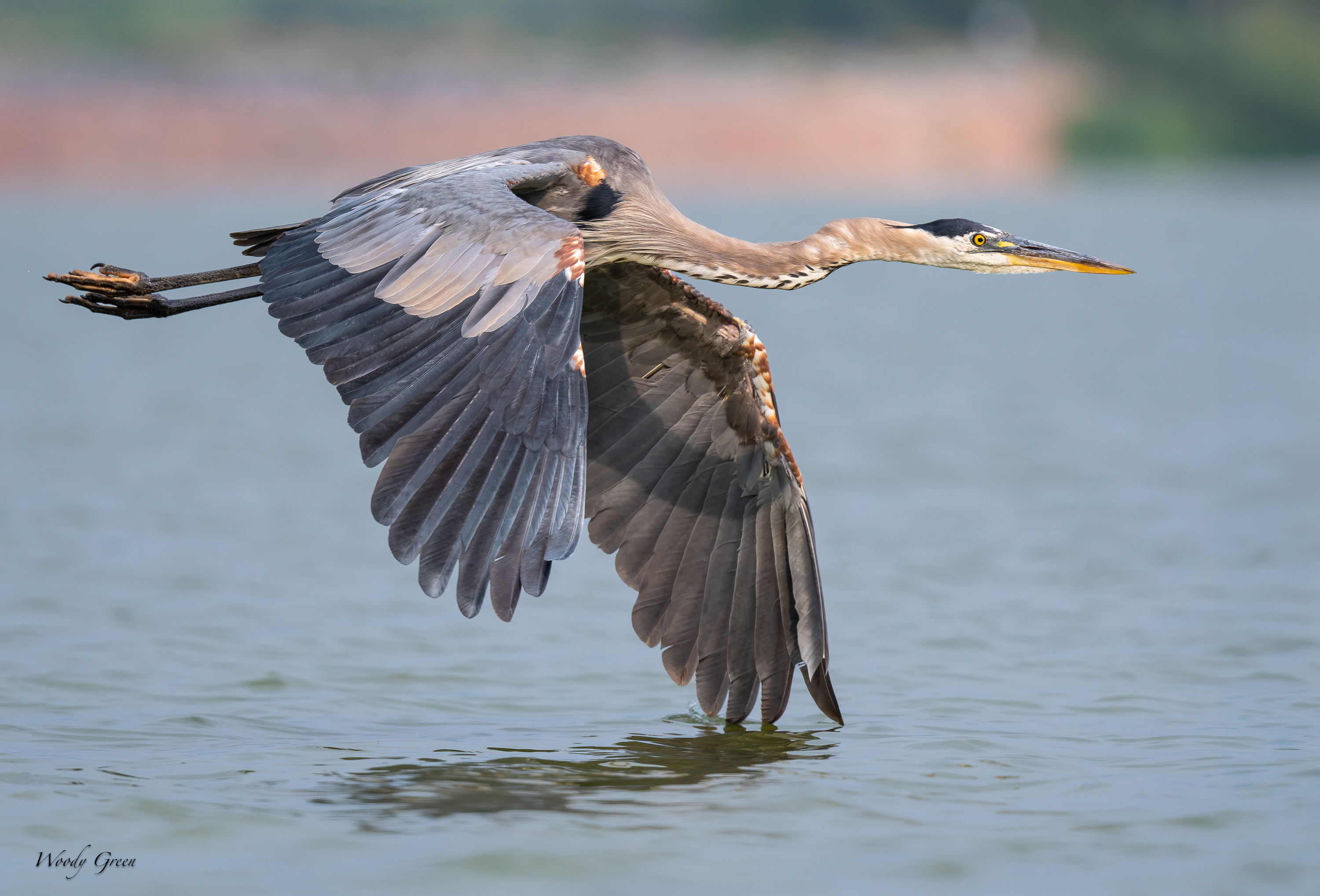 GBHFlight-709.jpg