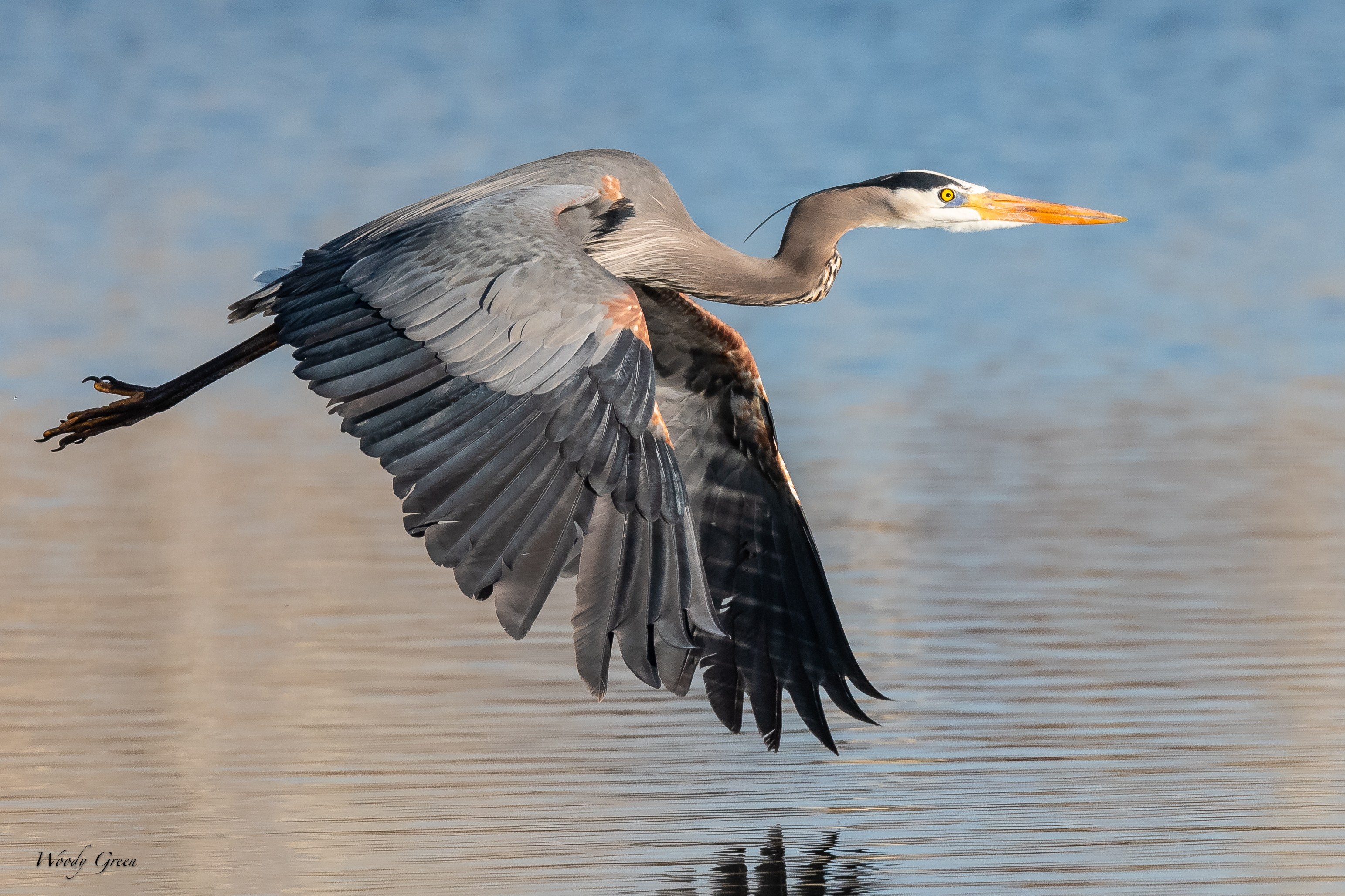 GBHFlight-751.jpg