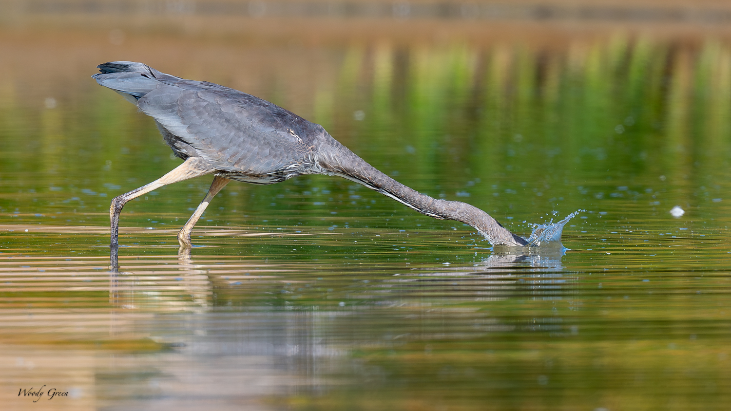 GBHLongNeck-400.jpg