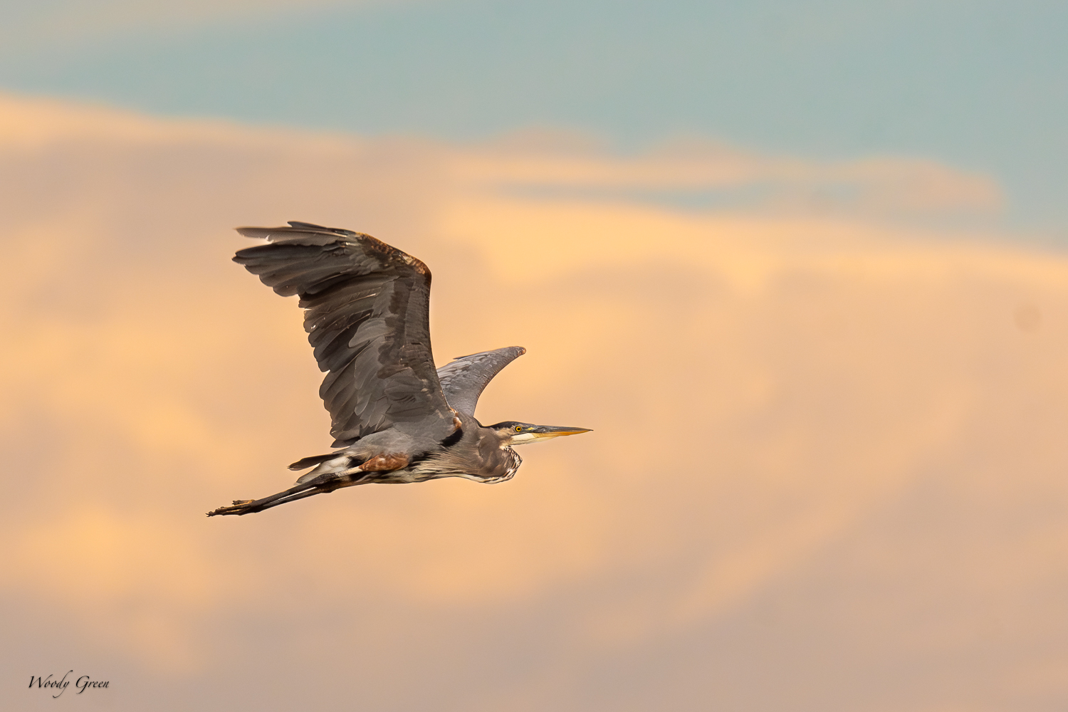 GBHMorningFlight-282.jpg