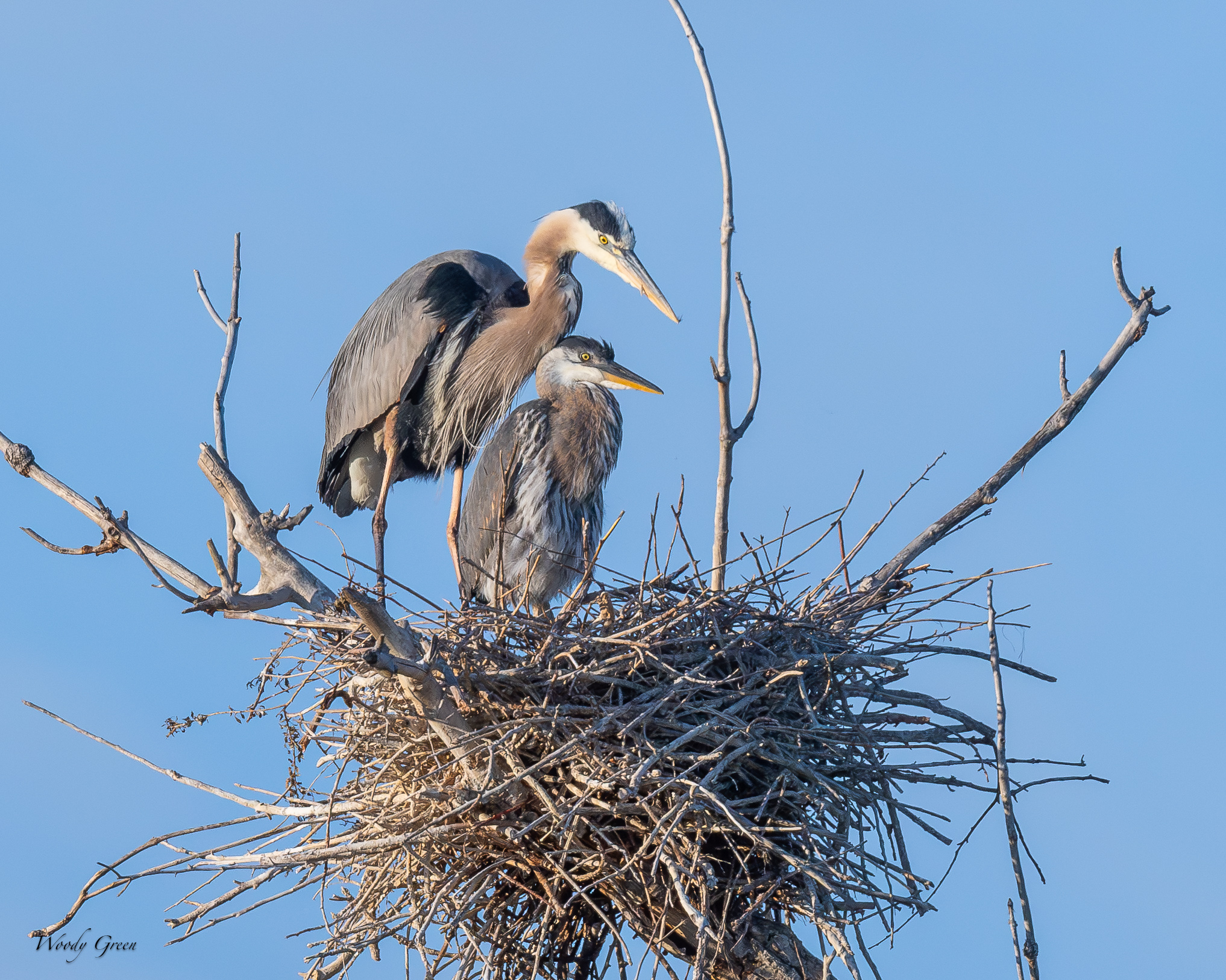 GBHNest-674.jpg