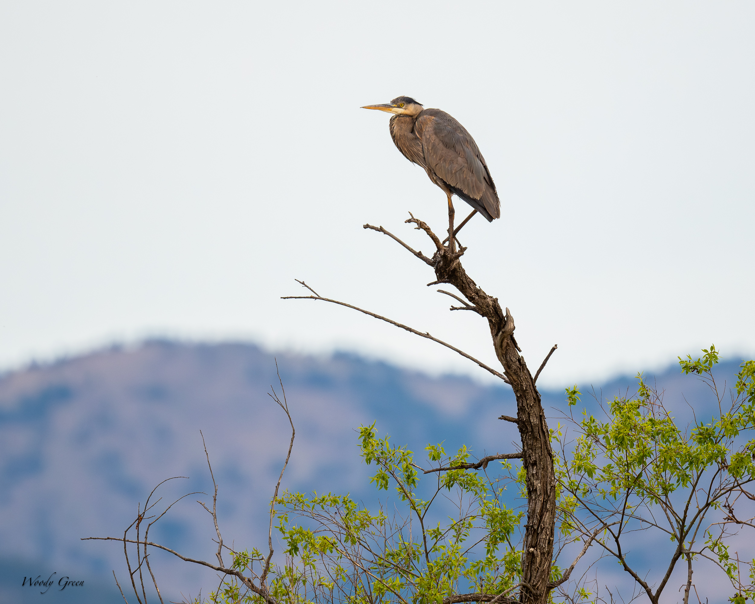GBHPerched-626.jpg