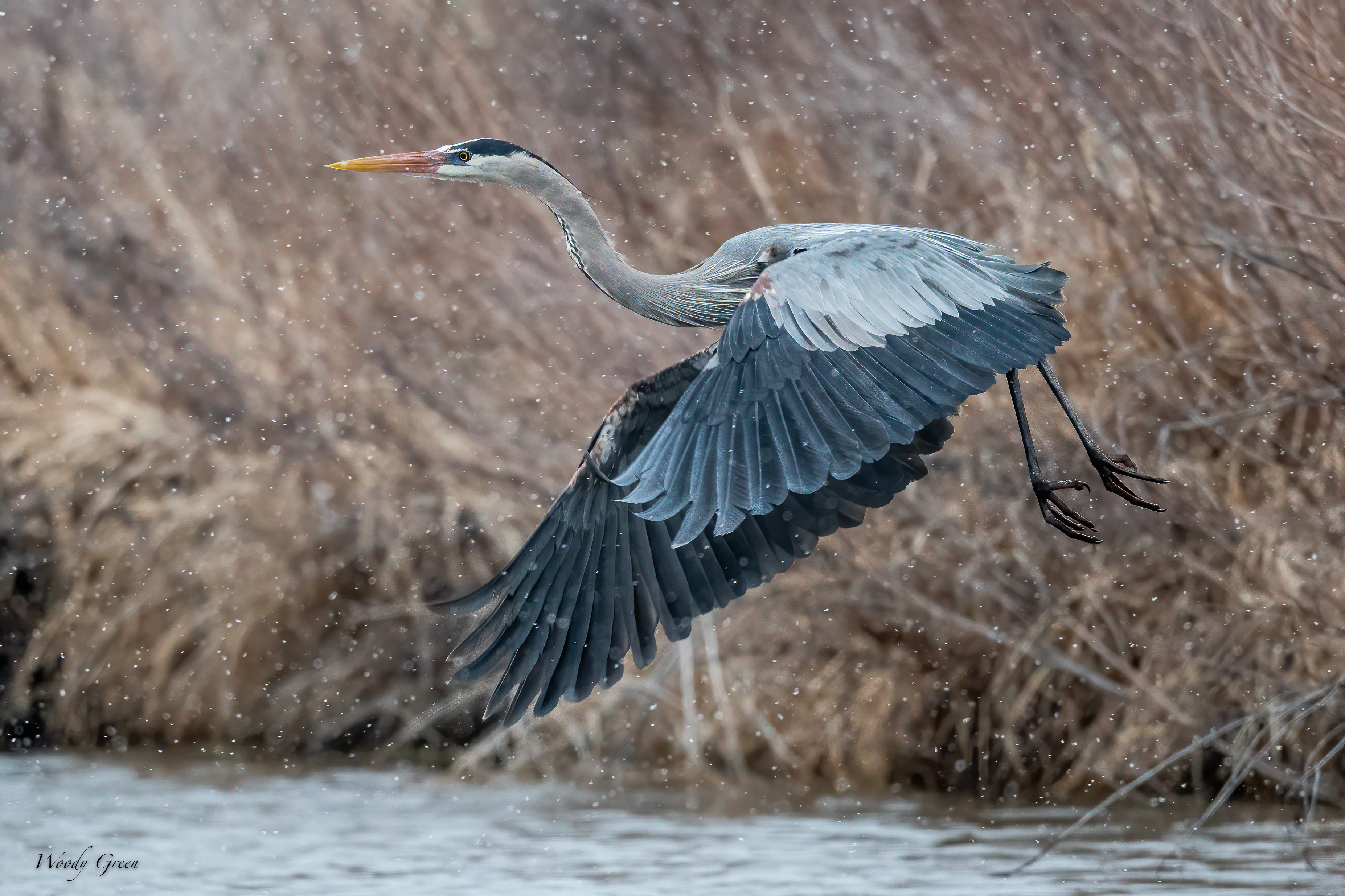 GBHSnow-591.jpg