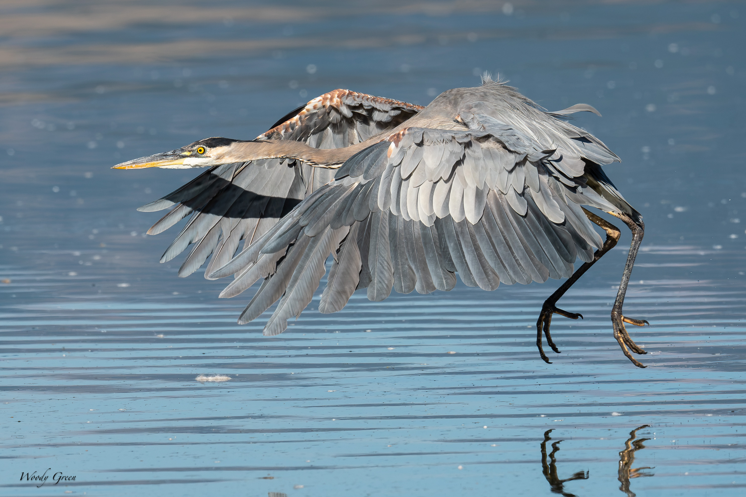 GBHTakeoff-745.jpg