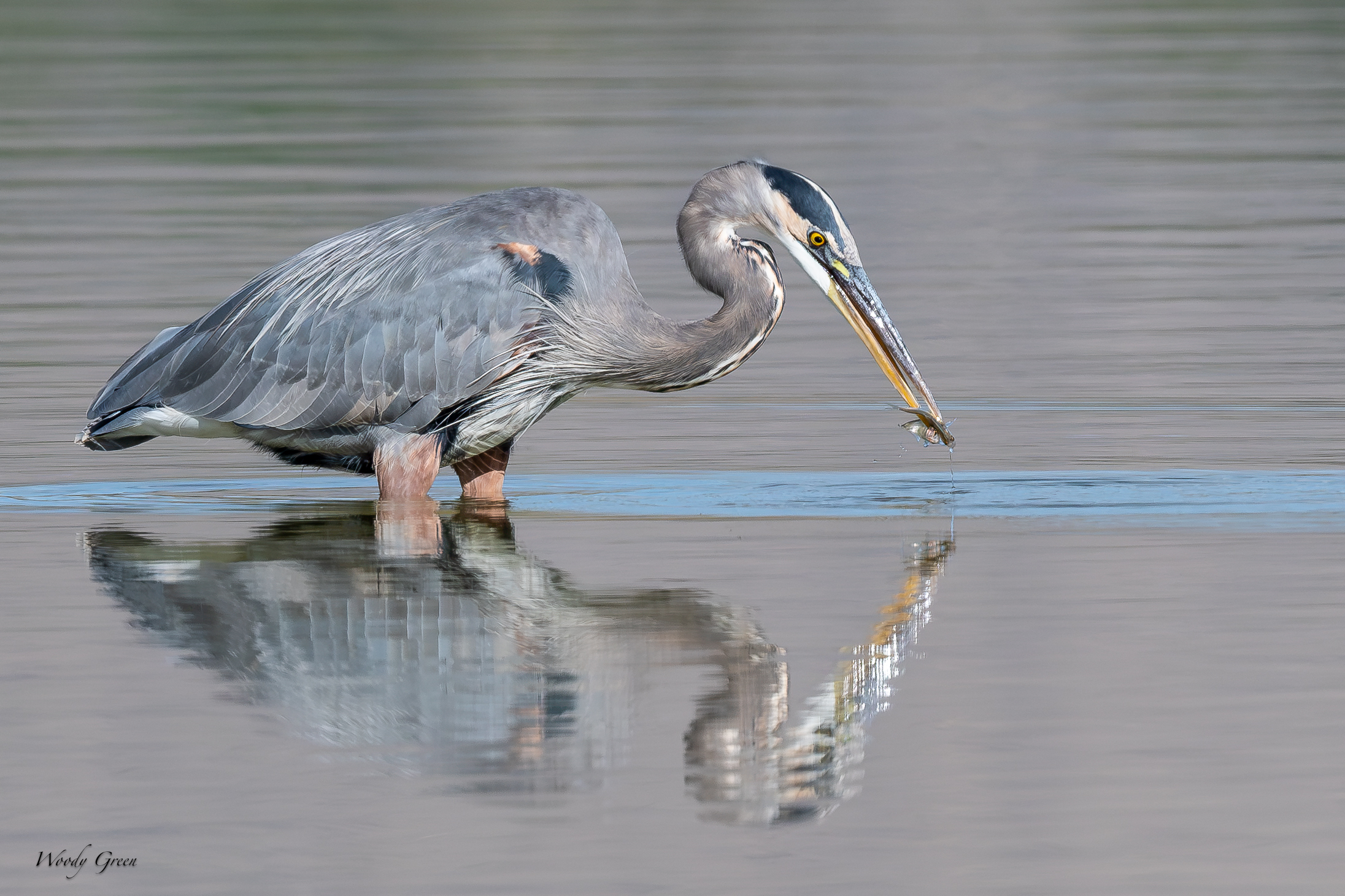 GBHTwoferDropCatch-752.jpg