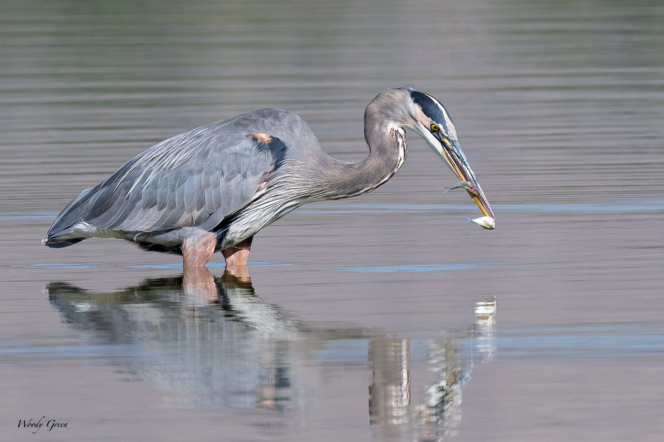 GBHTwoferDropCatch-753.jpg