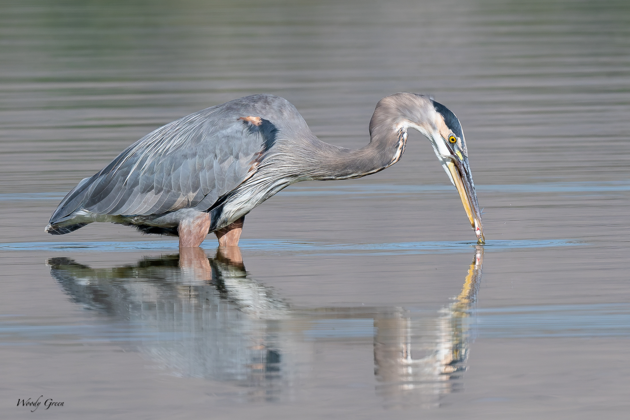 GBHTwoferDropCatch-755.jpg
