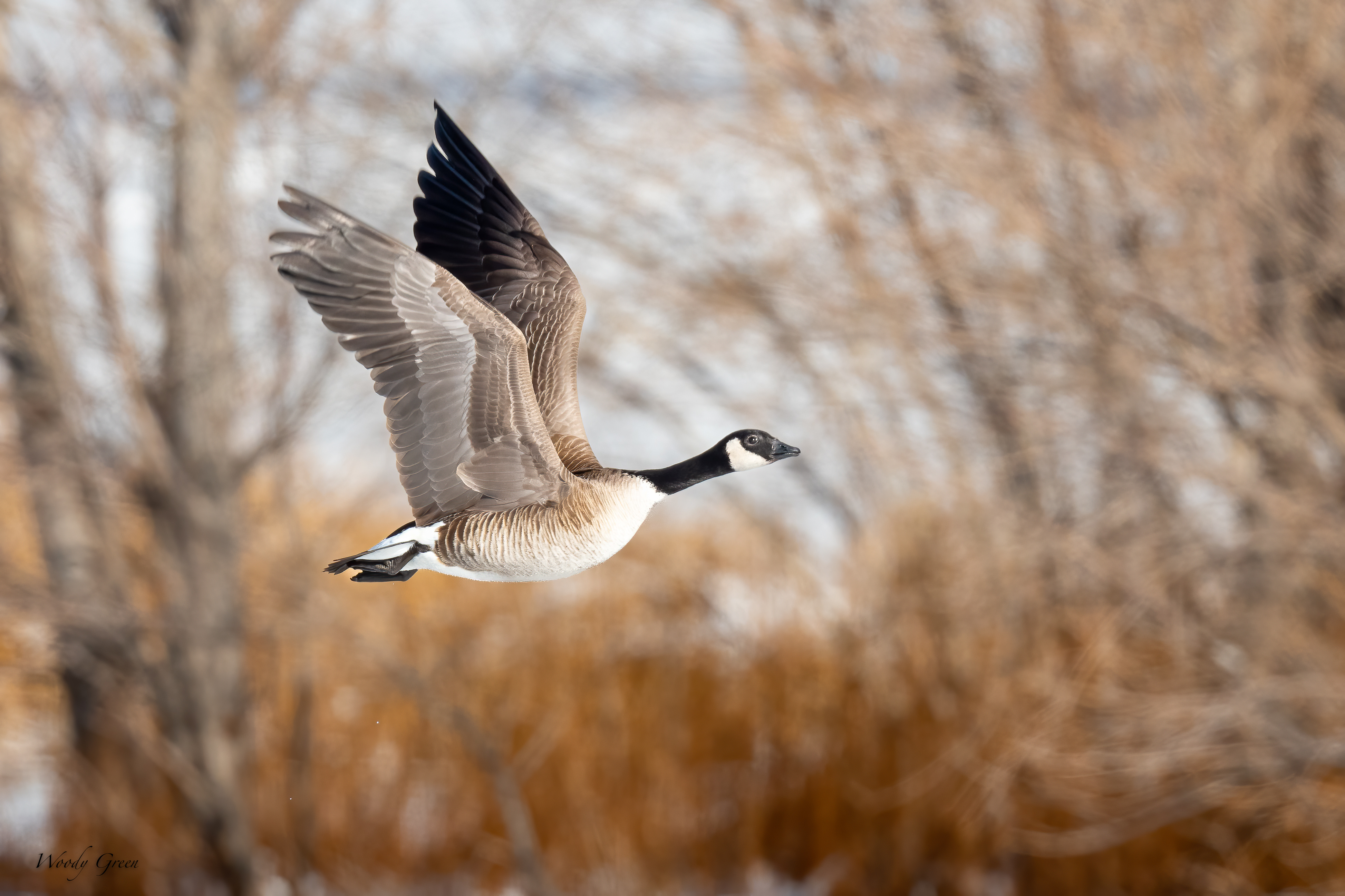 Geese-582.jpg