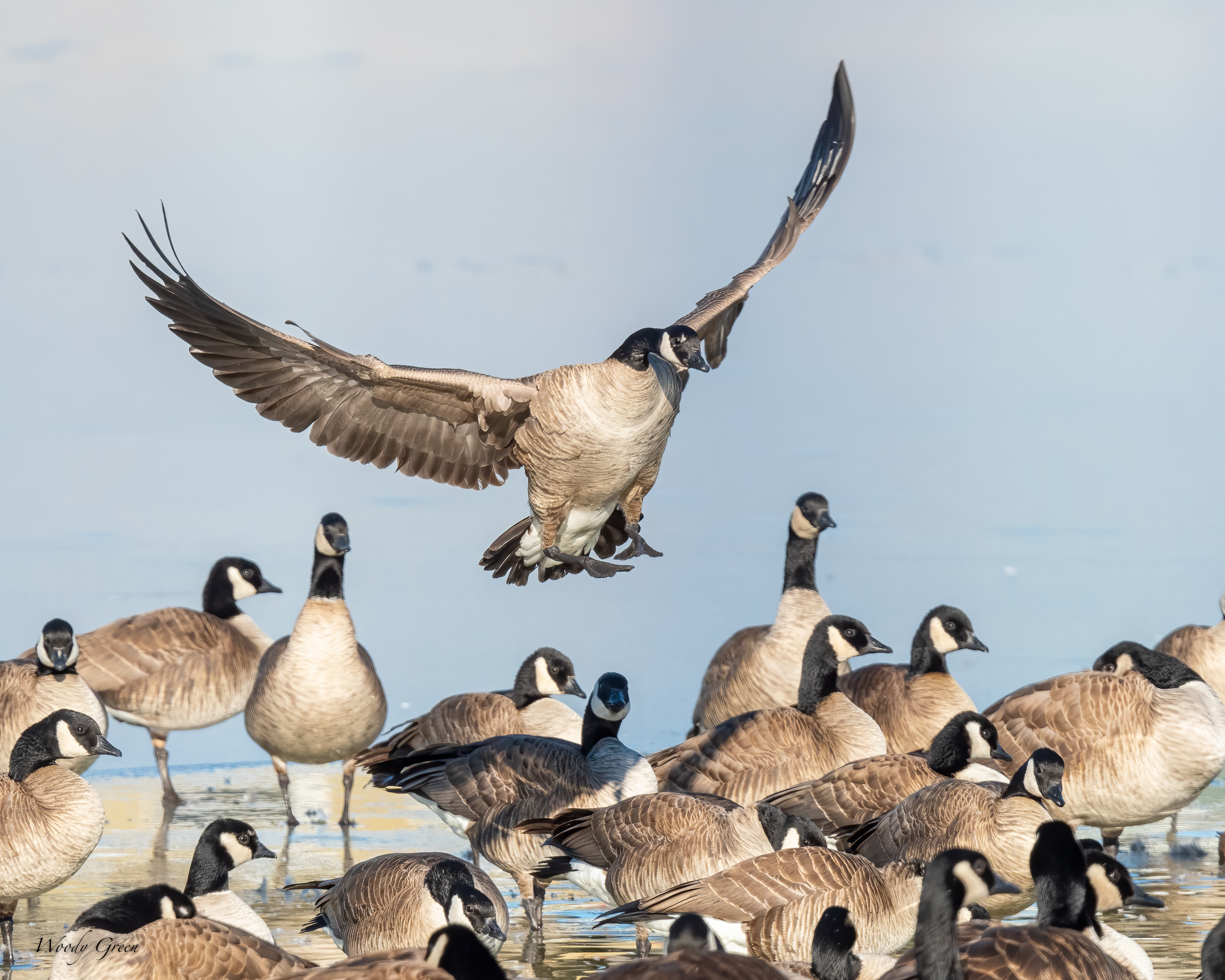 Geese-583.jpg