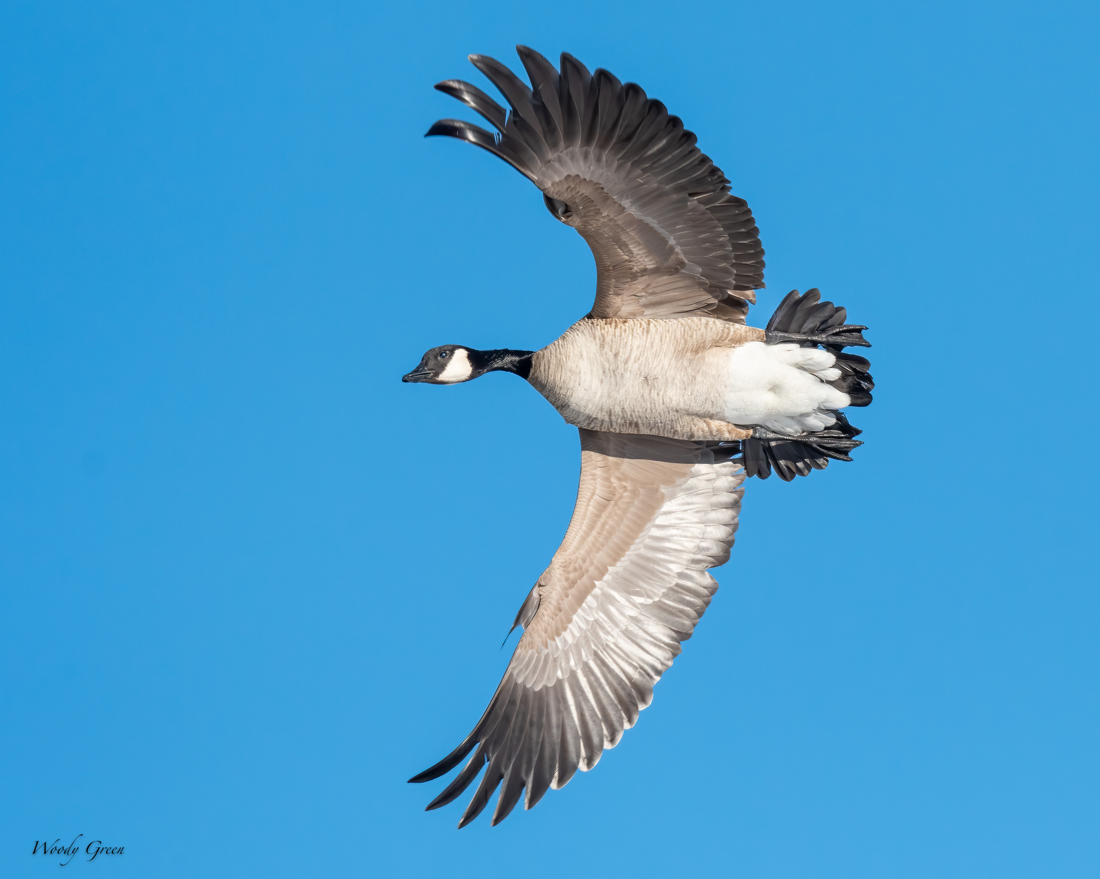 Geese-584.jpg