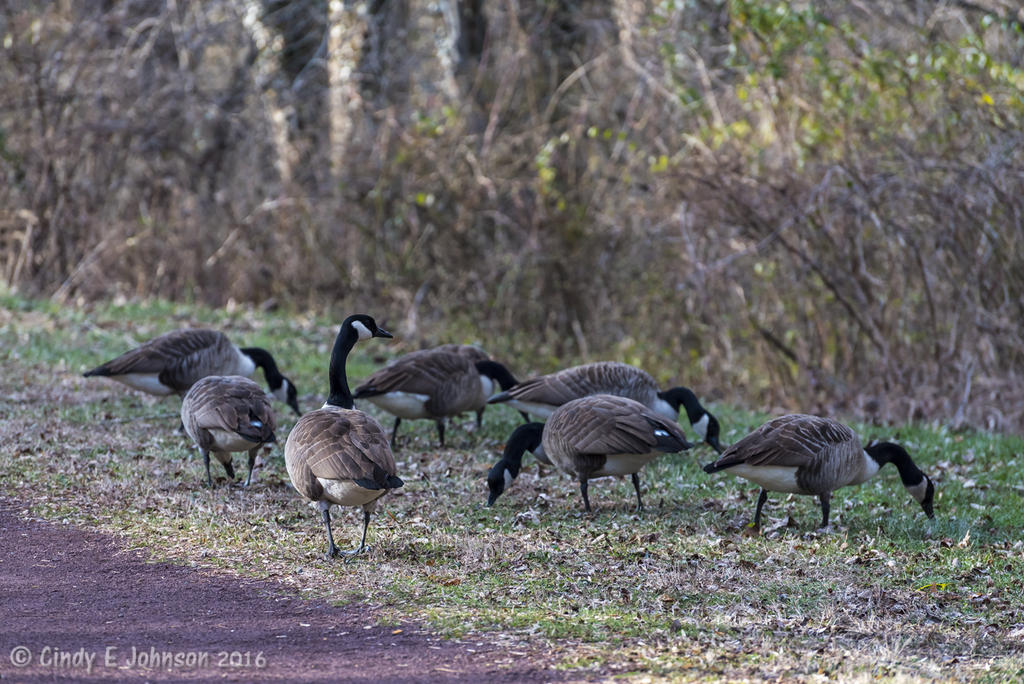 Geese along the Delaware Canal at E Ferry Rd, Yardley, PA.jpg