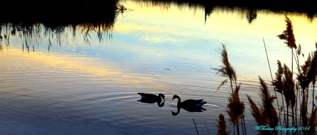 Geese at Sunset 2.jpg