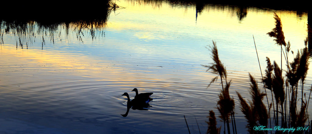 Geese at Sunset.jpg